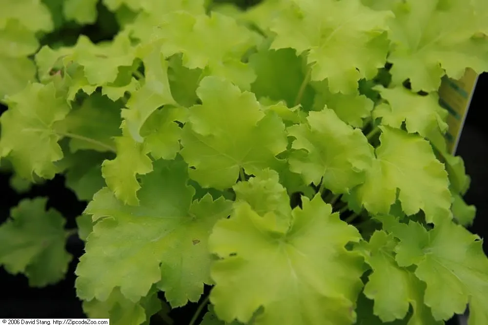 Lime Rickey Coral Bells (Heuchera 'Lime Rickey') — Heuchera 'Lime Rickey' brightens gardens with its vibrant, ruffled lime-green leaves