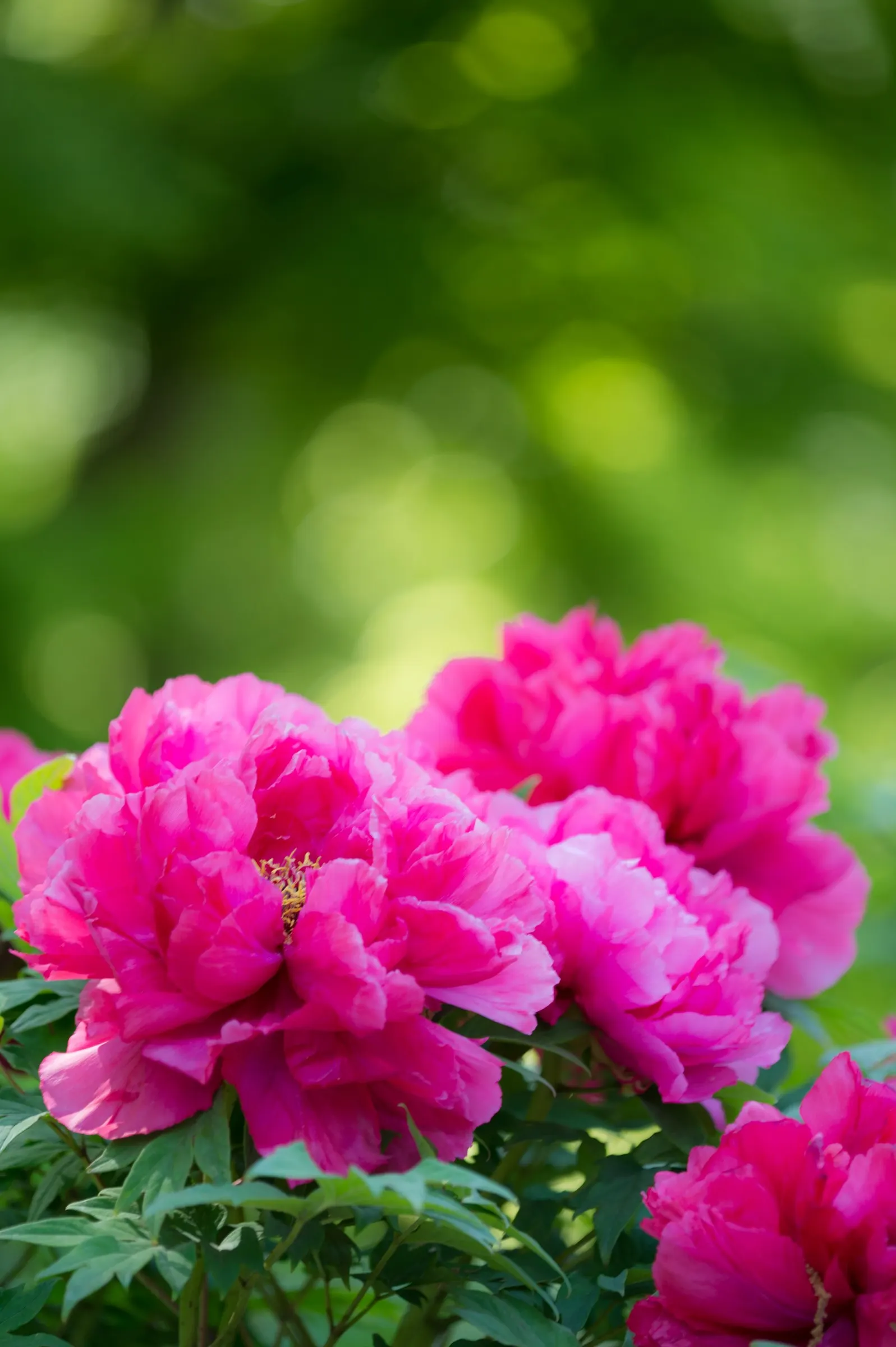 Japanese Tree Peony (Paeonia Suffruticosa) — perennial for half