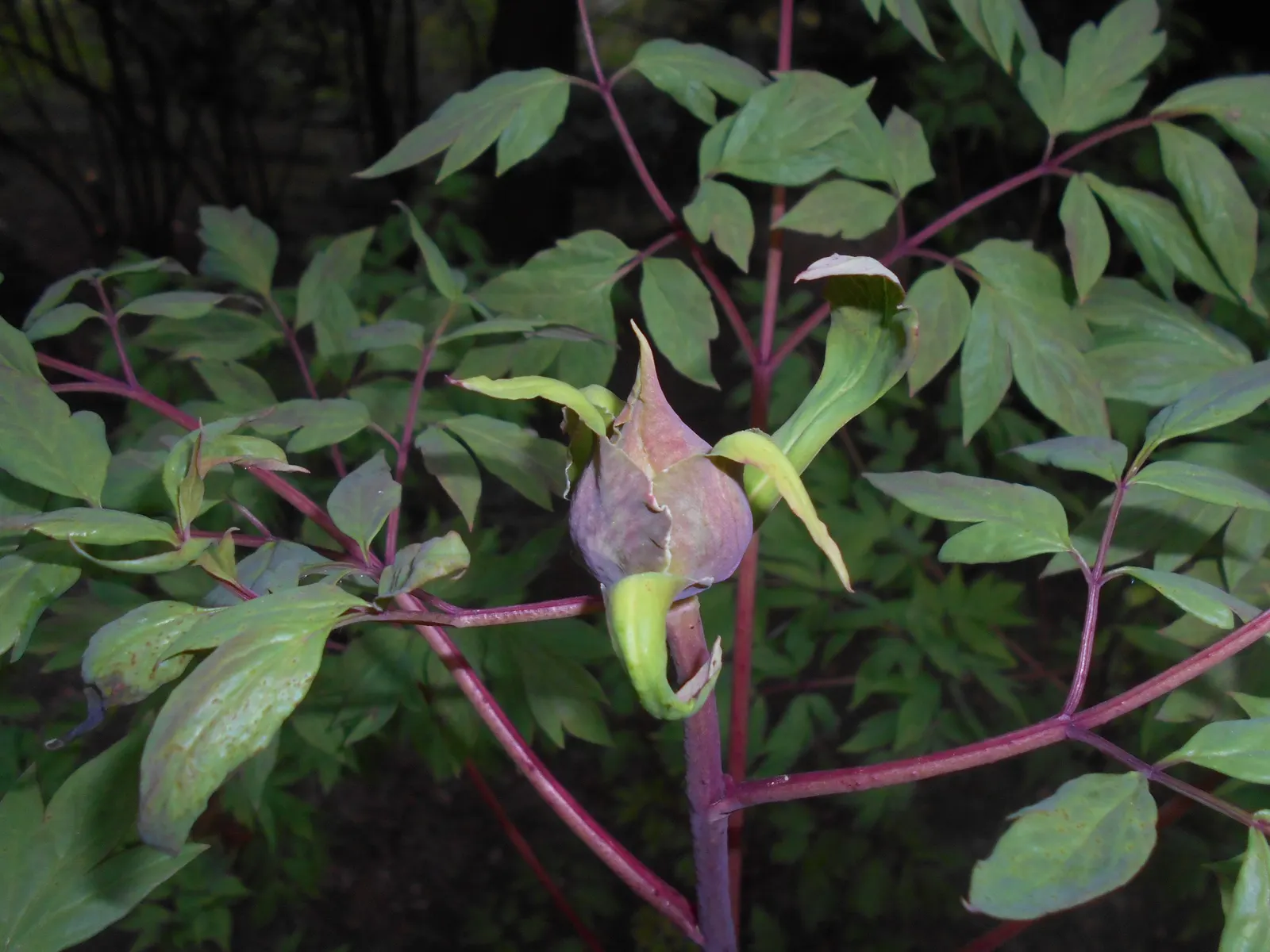 Japanese Tree Peony (Paeonia Suffruticosa) — is a prized specimen in landscape design; this species is considerably frost tolerant once established