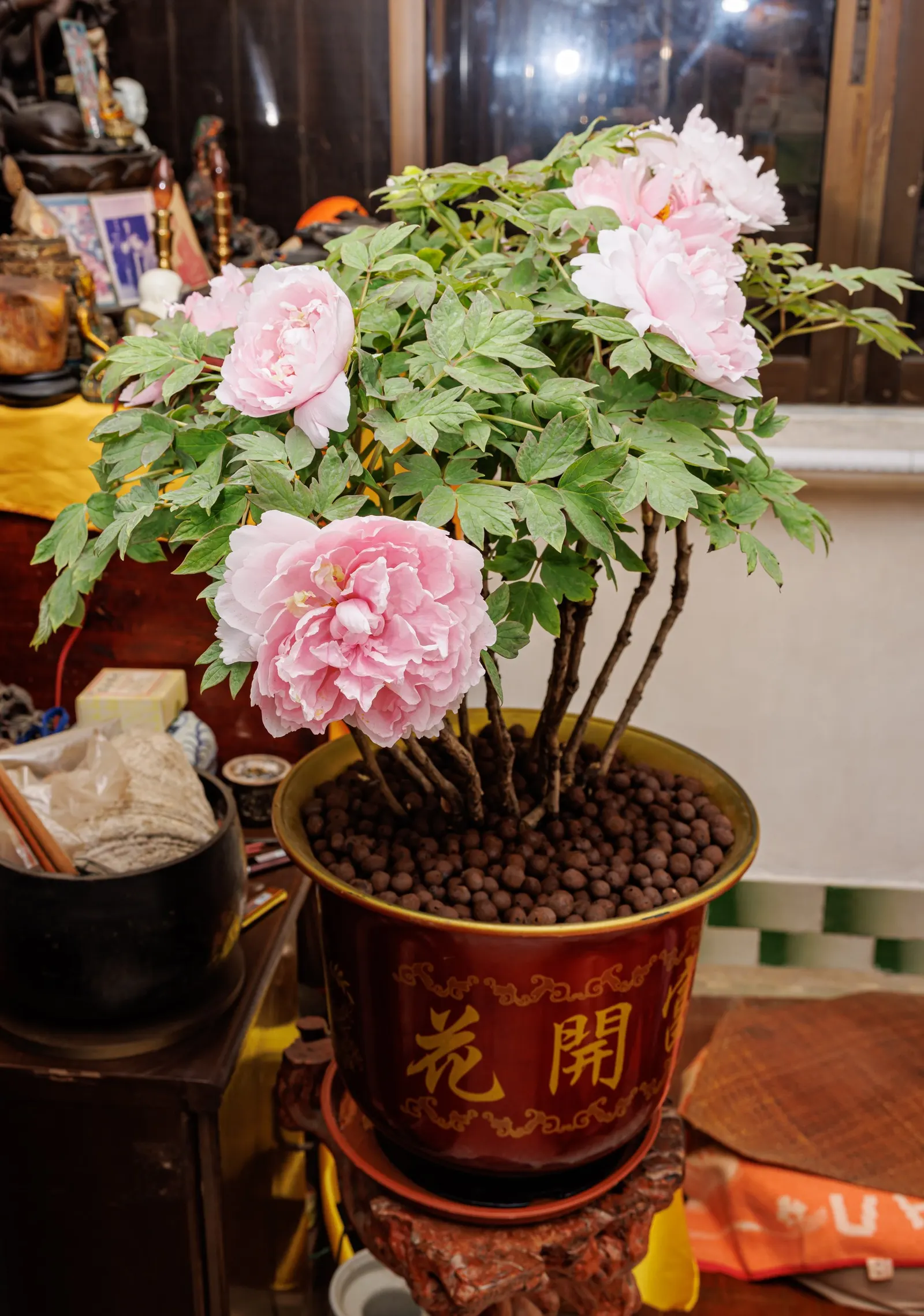 Japanese Tree Peony (Paeonia Suffruticosa) — offering a lush backdrop for the extravagant flowers that emerge in late spring.<br><br>The blossoms, image 106