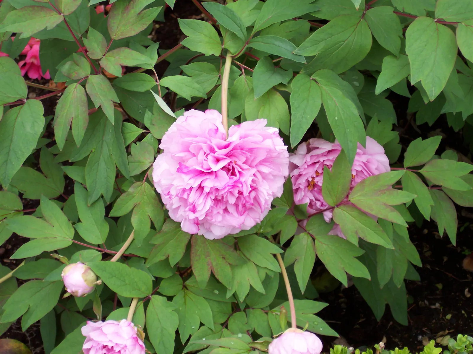 Japanese Tree Peony (Paeonia Suffruticosa) — This deciduous shrub typically reaches a mature height of 4 to 7 feet; plant in spring or fall, and ensure proper
