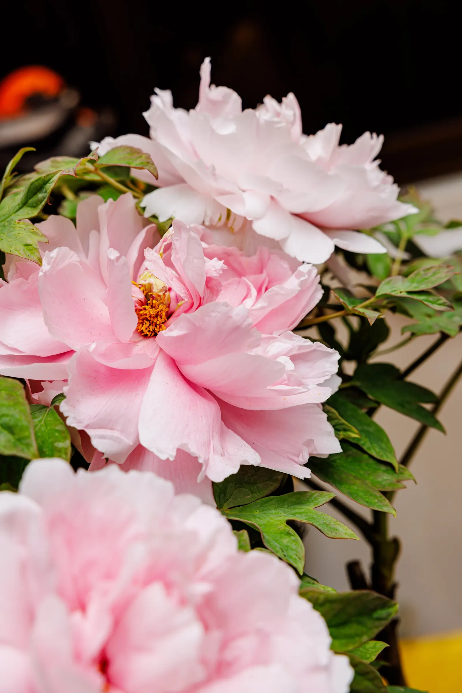 Japanese Tree Peony (Paeonia Suffruticosa) — the Japanese Tree Peony requires well-draining soil rich in organic matter; perennial with red and, image 111