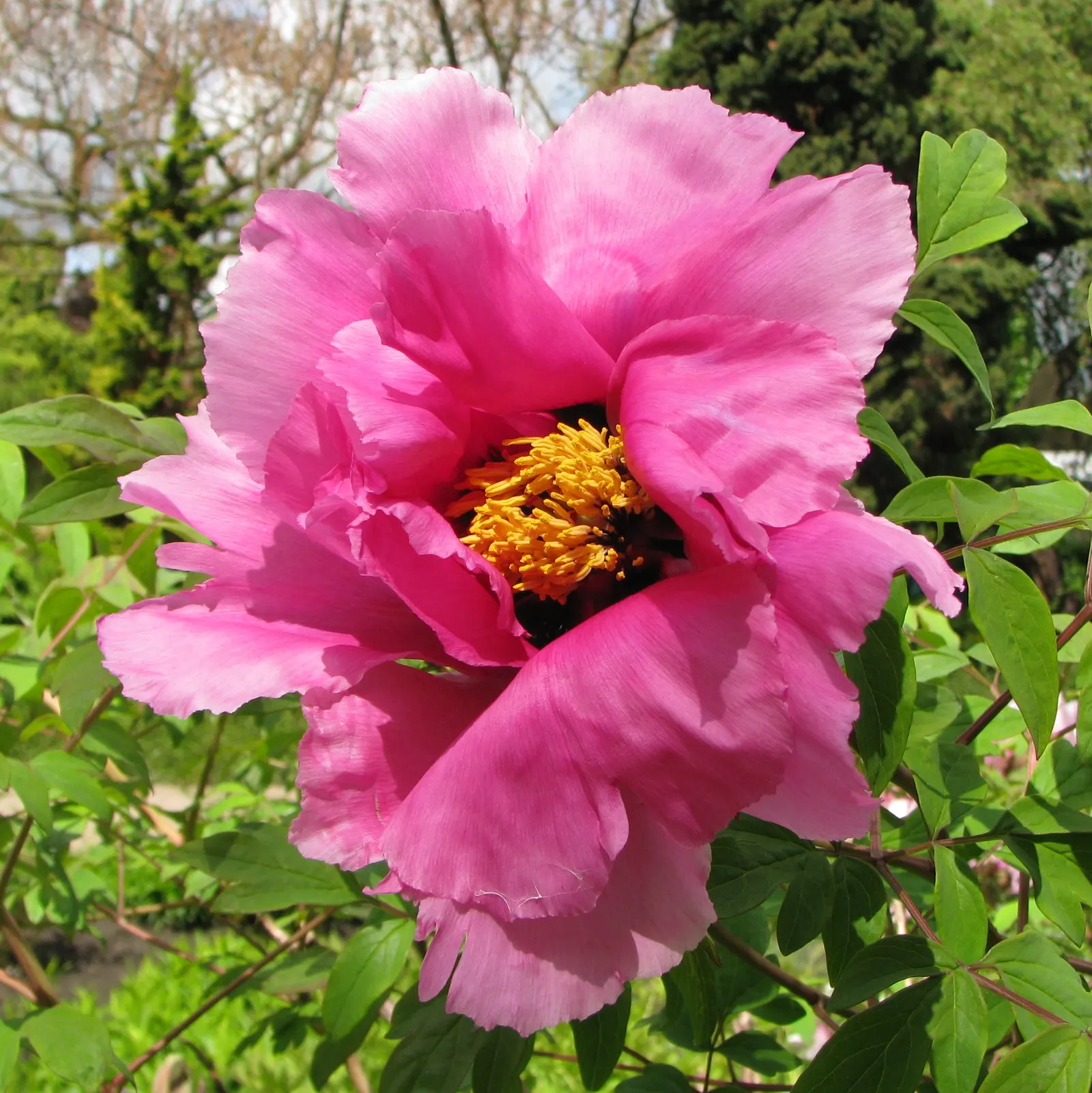 Japanese Tree Peony (Paeonia Suffruticosa) — known for its ornamental grandeur and captivating blooms; red and white flowers in the garden, image 102