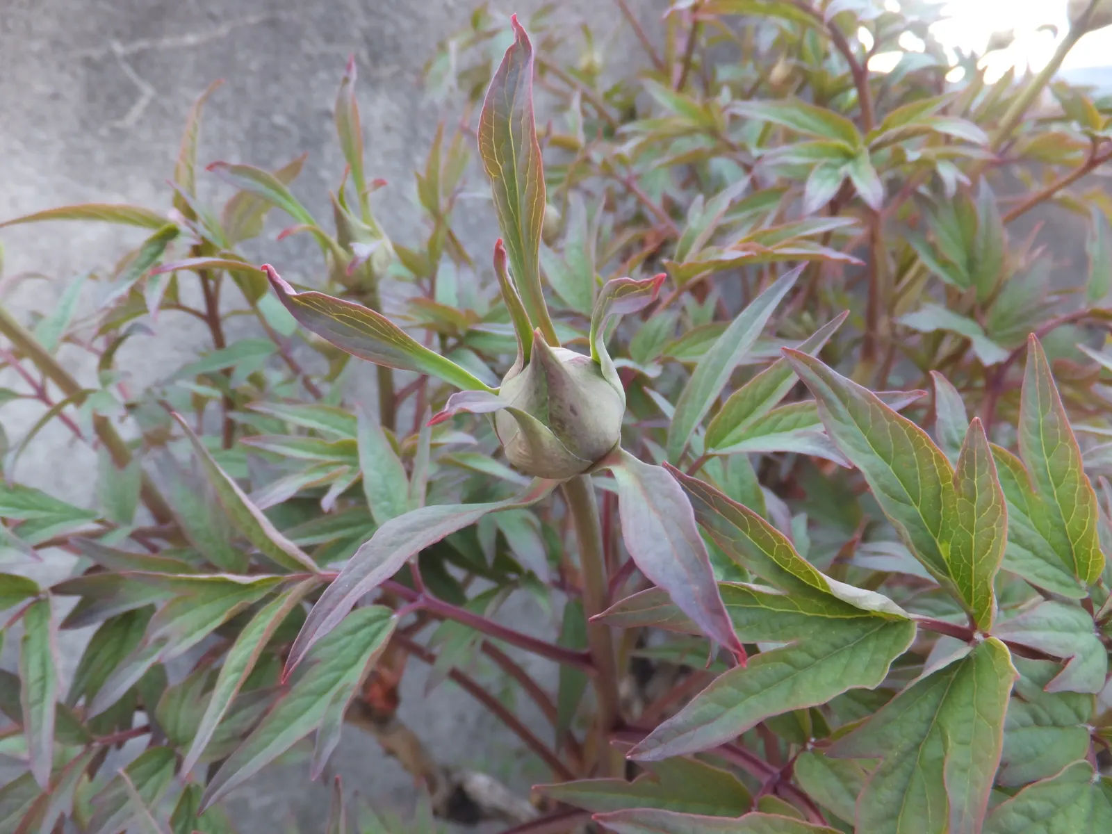 Japanese Tree Peony (Paeonia Suffruticosa) — Regular pruning to remove dead or weak stems will encourage healthier growth and more robust flowering, image 88