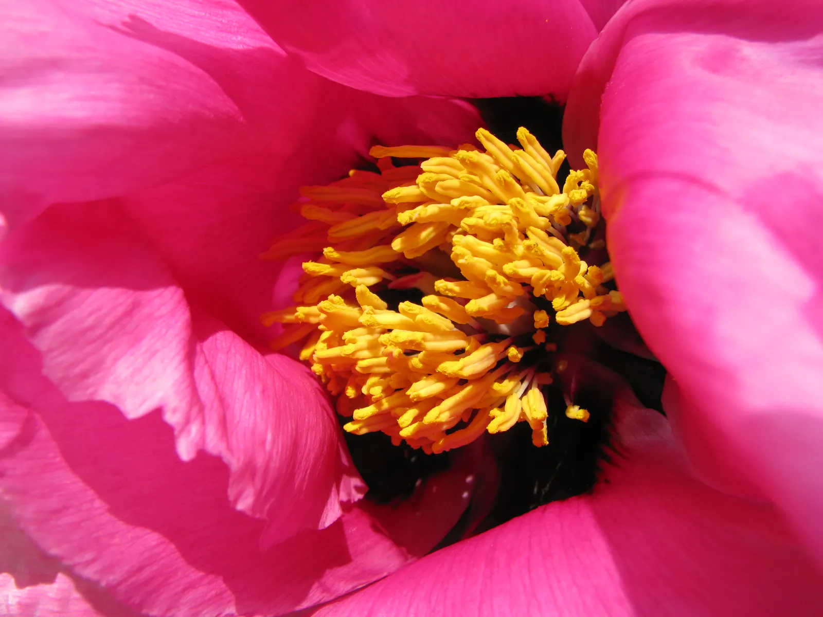 Japanese Tree Peony (Paeonia Suffruticosa) — providing a stately presence in a garden setting; its foliage is dark green and deeply lobed, image 104
