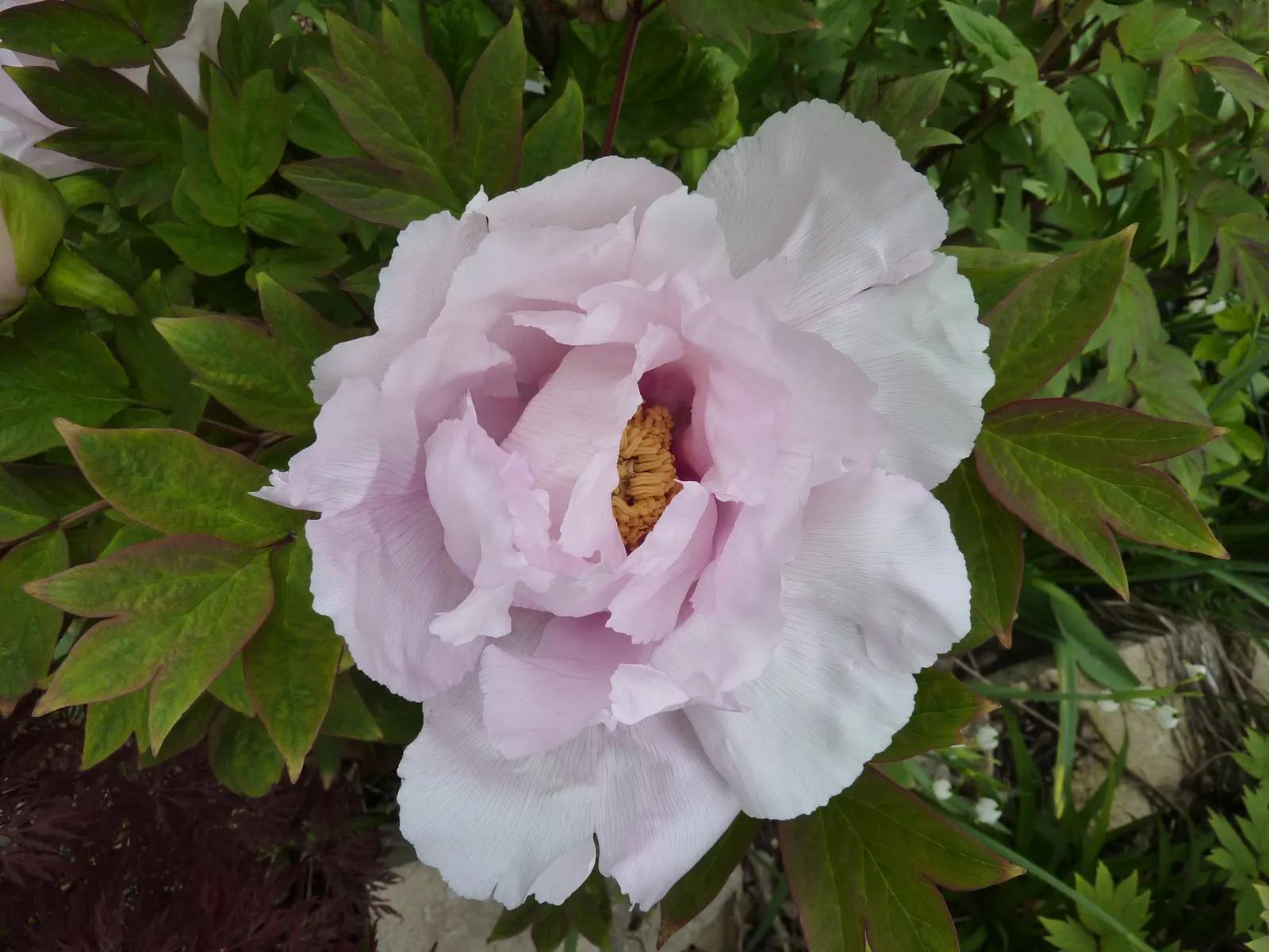 Japanese Tree Peony (Paeonia Suffruticosa) — It thrives in USDA zones 4-8, prefers well-drained soil, and full sun to part shade; the Japanese Tree Peony