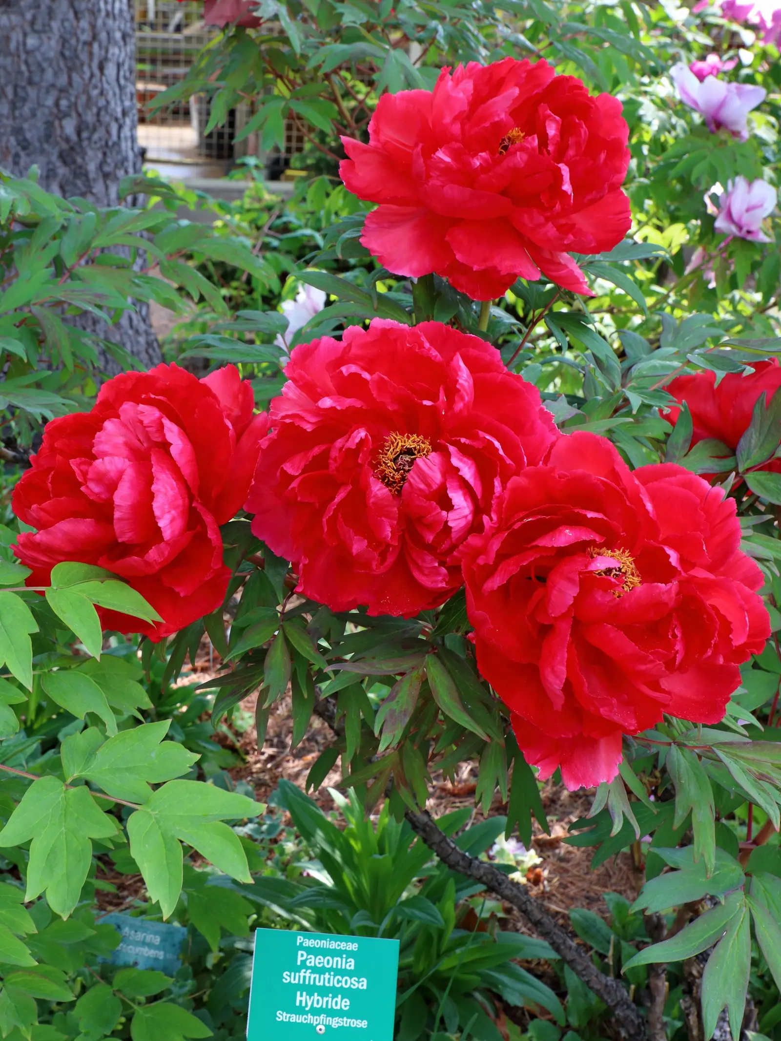 Japanese Tree Peony (Paeonia Suffruticosa) — scientifically termed Paeonia suffruticosa; can span an impressive 6 to 12 inches in diameter