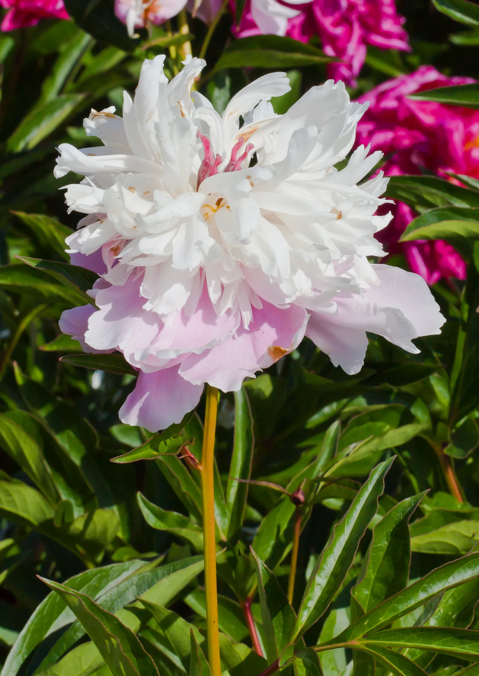 Japanese Tree Peony (Paeonia Suffruticosa) — It should be planted in a location that offers full sun to partial shade; offering a lush backdrop for, image 82