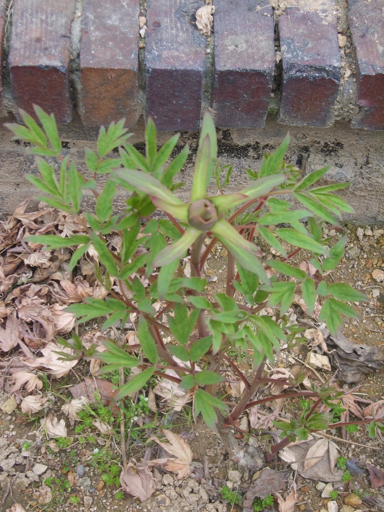 Japanese Tree Peony (Paeonia Suffruticosa) — Plant in spring or fall, and ensure proper spacing for adequate air circulation; the Japanese Tree Peony (Paeonia