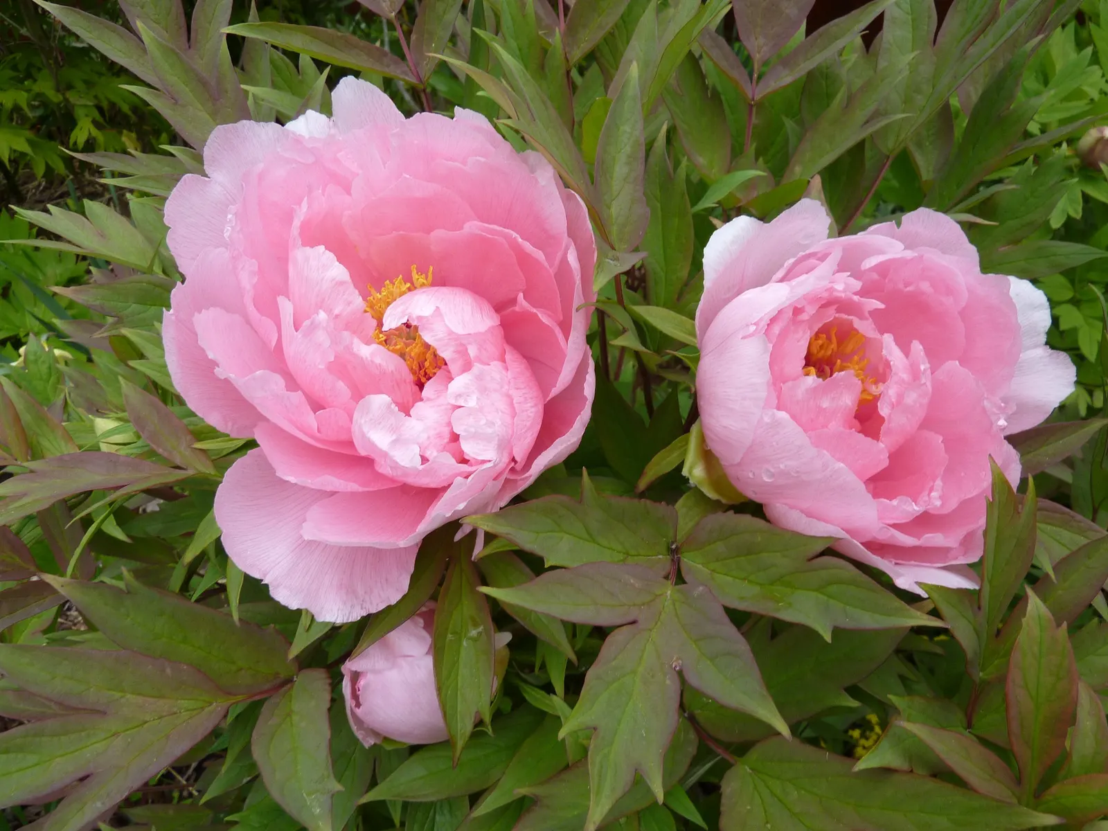 Japanese Tree Peony (Paeonia Suffruticosa) — Maturing to about 4-5 feet tall and wide, it adds vertical interest; which can damage the branches and blossoms