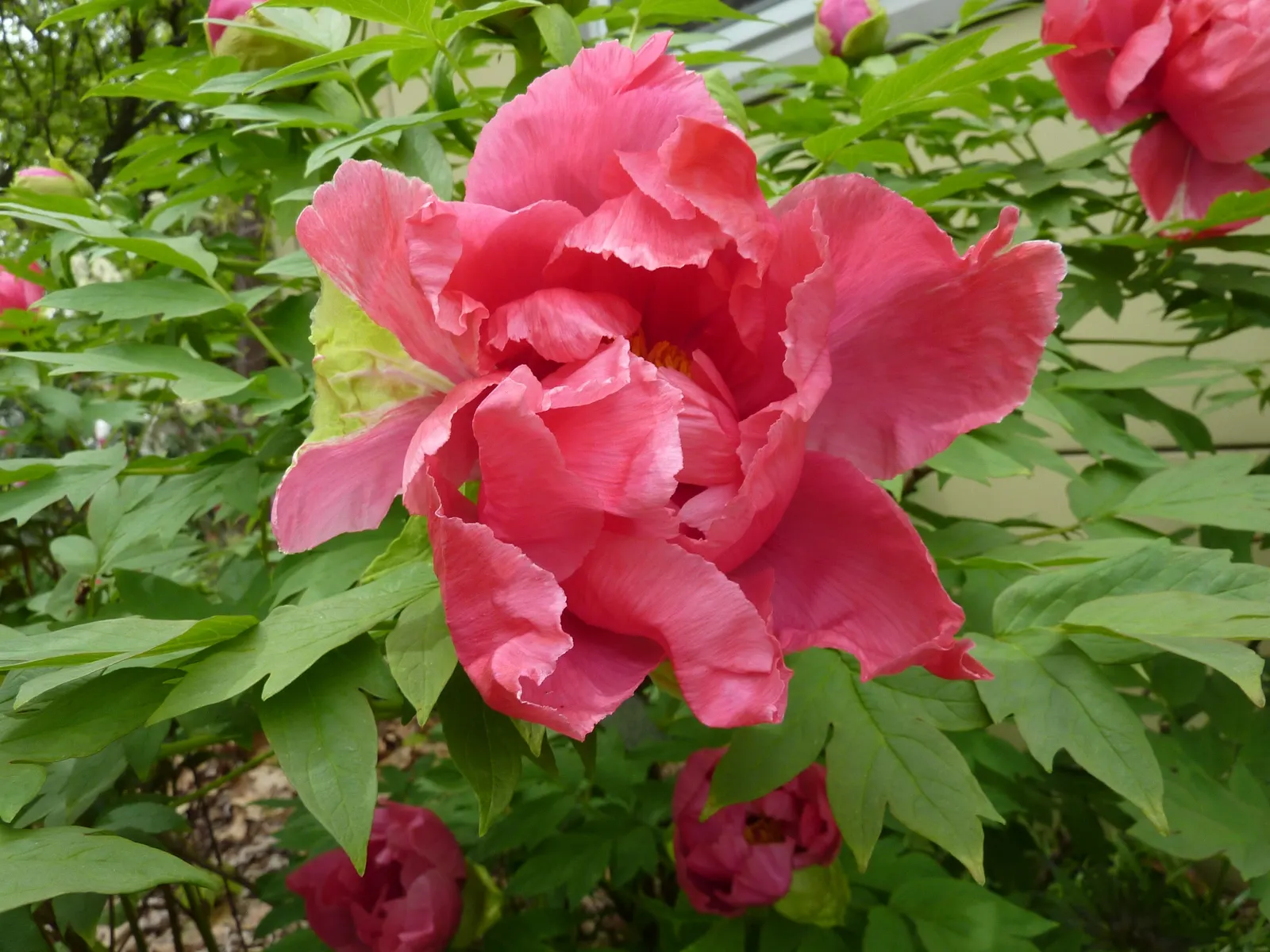 Japanese Tree Peony (Paeonia Suffruticosa) — Its foliage is dark green and deeply lobed; with a slight preference for neutral to slightly alkaline conditions