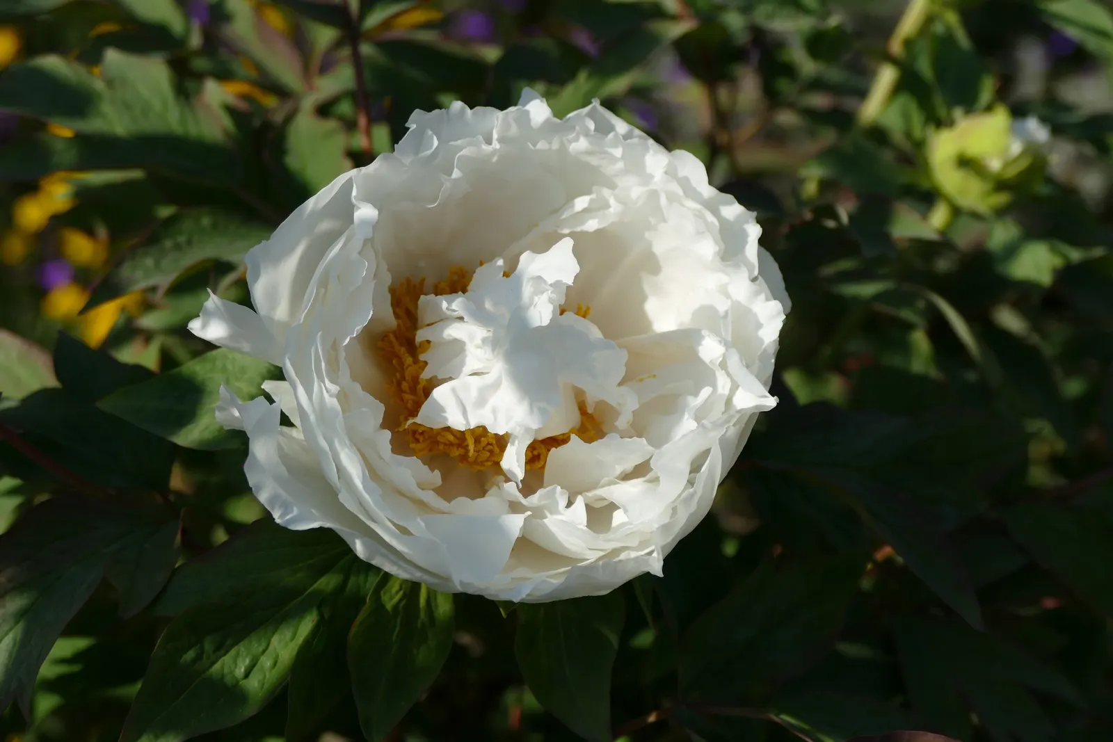 Japanese Tree Peony (Paeonia Suffruticosa) — with a slight preference for neutral to slightly alkaline conditions; a stunning focal point in any, image 81