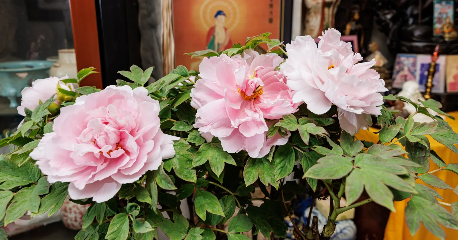 Japanese Tree Peony (Paeonia Suffruticosa) — These flowers are often richly colored in hues of pink, image 109