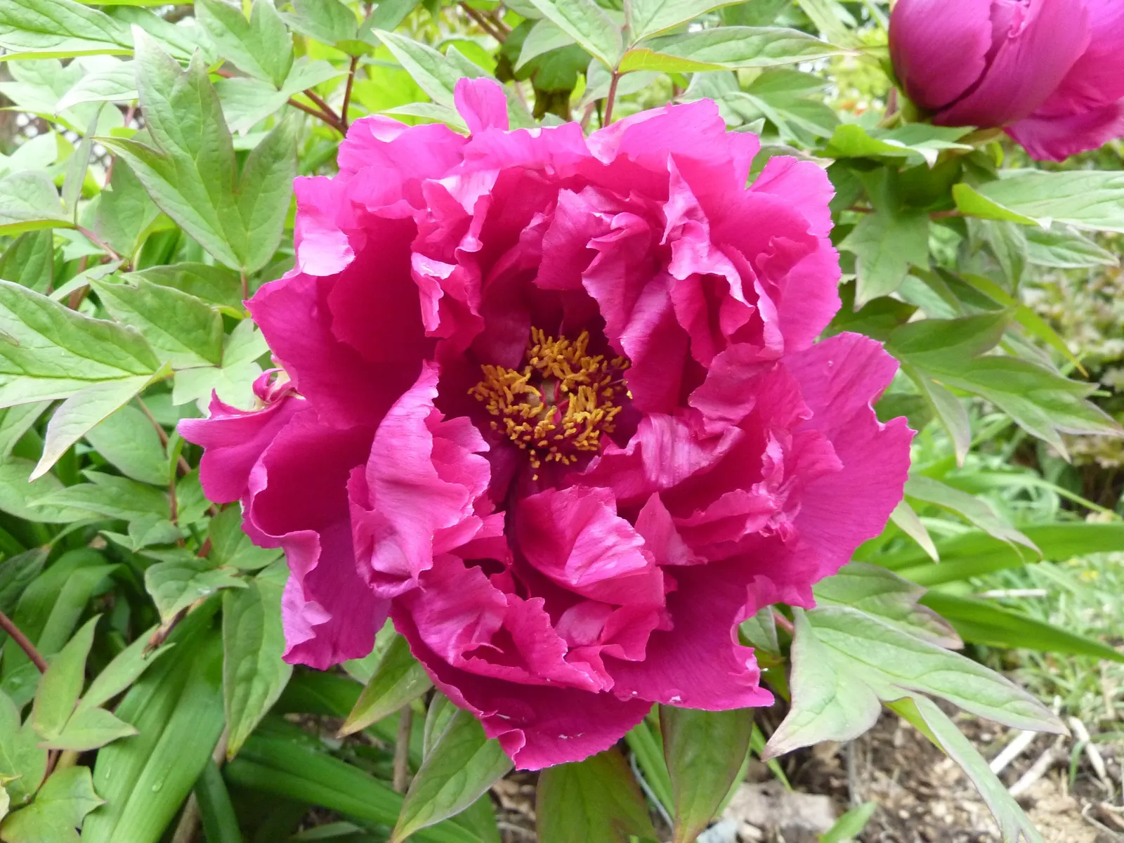 Japanese Tree Peony (Paeonia Suffruticosa) — is a prized specimen in landscape design