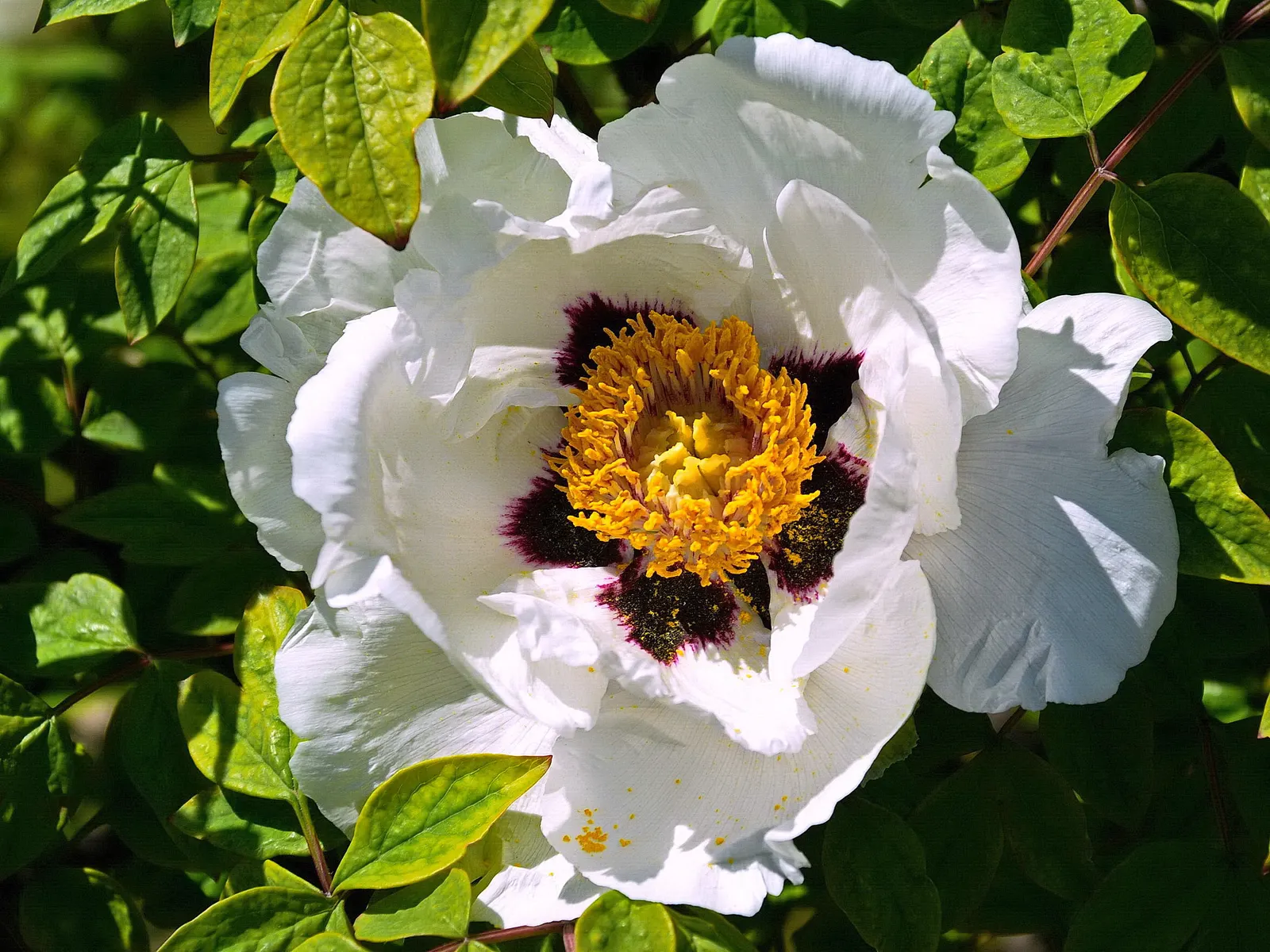 Japanese Tree Peony (Paeonia Suffruticosa) — Plant in spring or fall, and ensure proper spacing for adequate air circulation