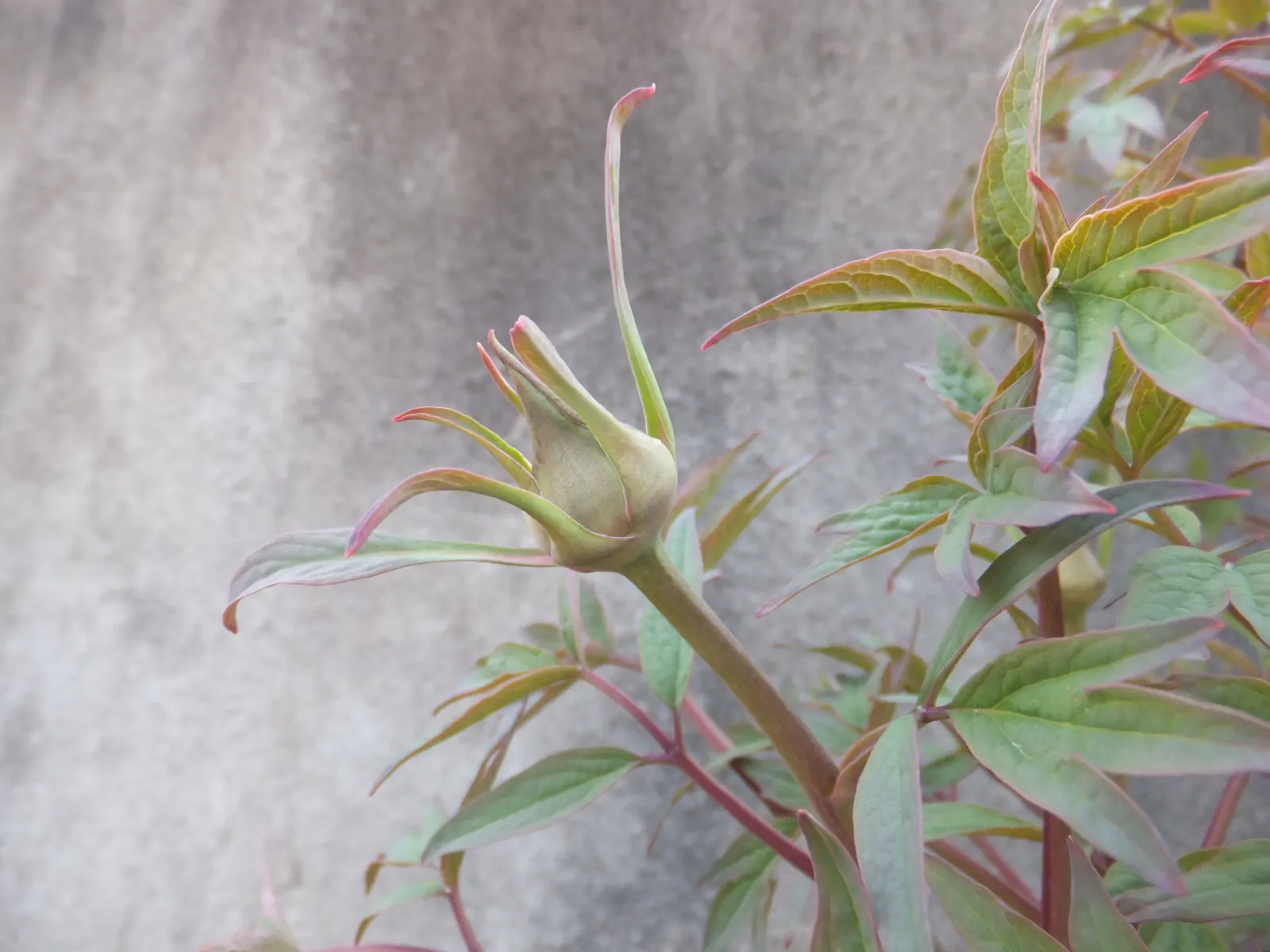 Japanese Tree Peony (Paeonia Suffruticosa) — The Japanese Tree Peony is not only visually striking but also has the added benefit of being deer, image 89
