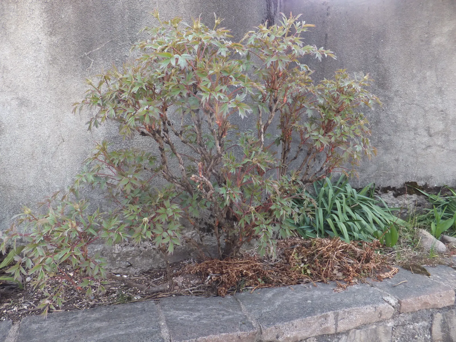 Japanese Tree Peony (Paeonia Suffruticosa) — although care should be taken to protect the plant from strong winds and heavy snowfall; this, image 86