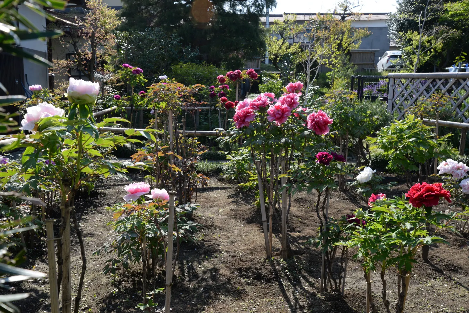 Japanese Tree Peony (Paeonia Suffruticosa) — Minimal maintenance is required; it thrives in USDA zones 4-8, prefers well-drained soil, and full sun, image 116