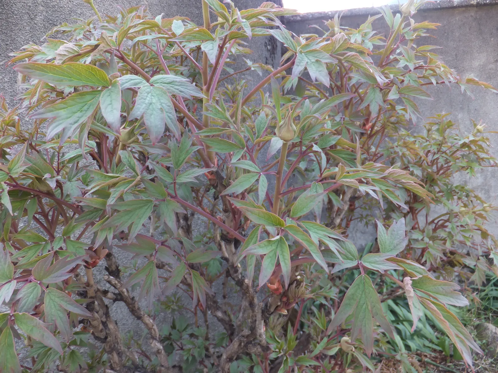 Japanese Tree Peony (Paeonia Suffruticosa) — red and white flowers in the garden; a focal point of the plant, image 91