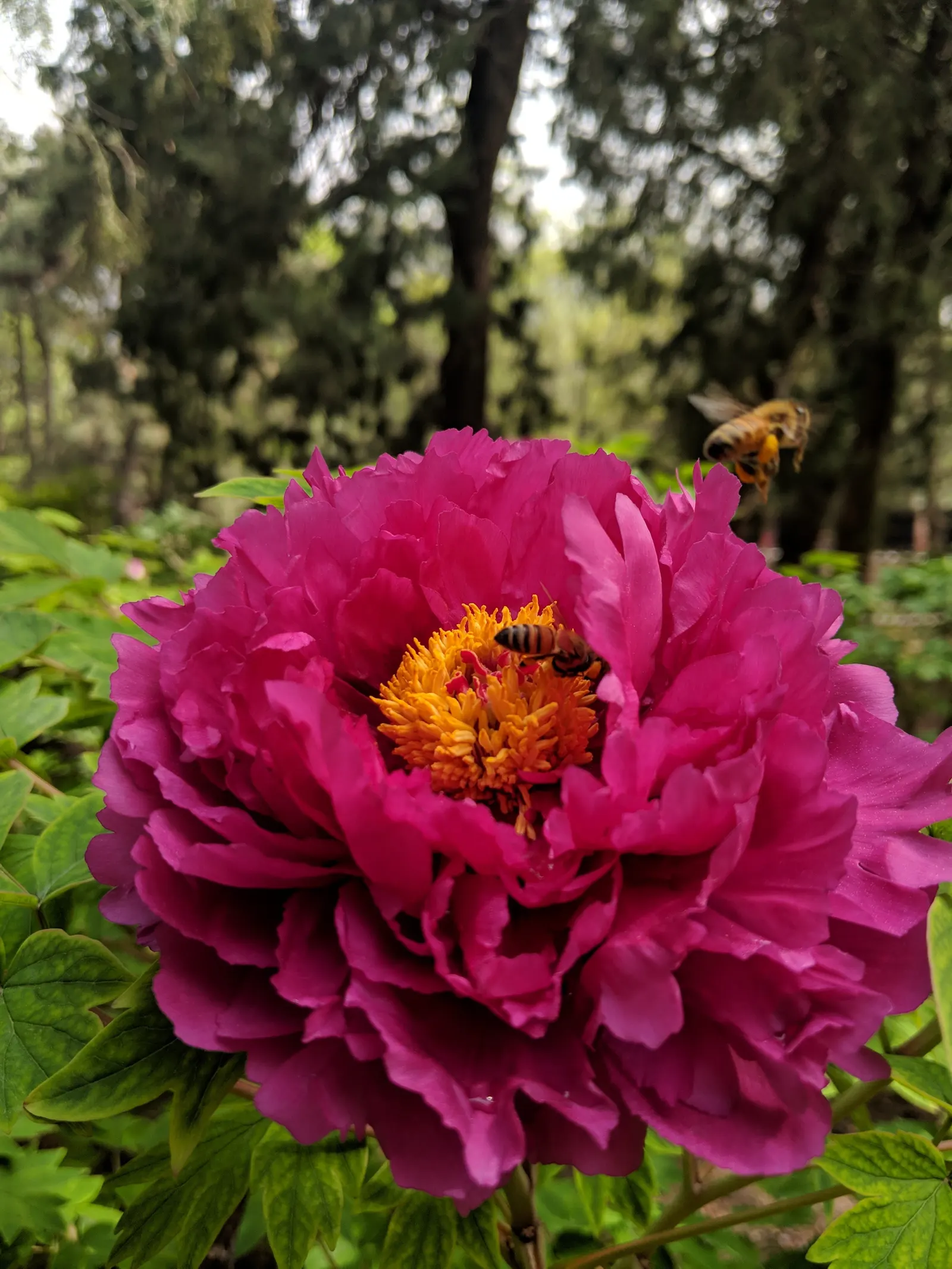 Japanese Tree Peony (Paeonia Suffruticosa) — scientifically termed Paeonia suffruticosa