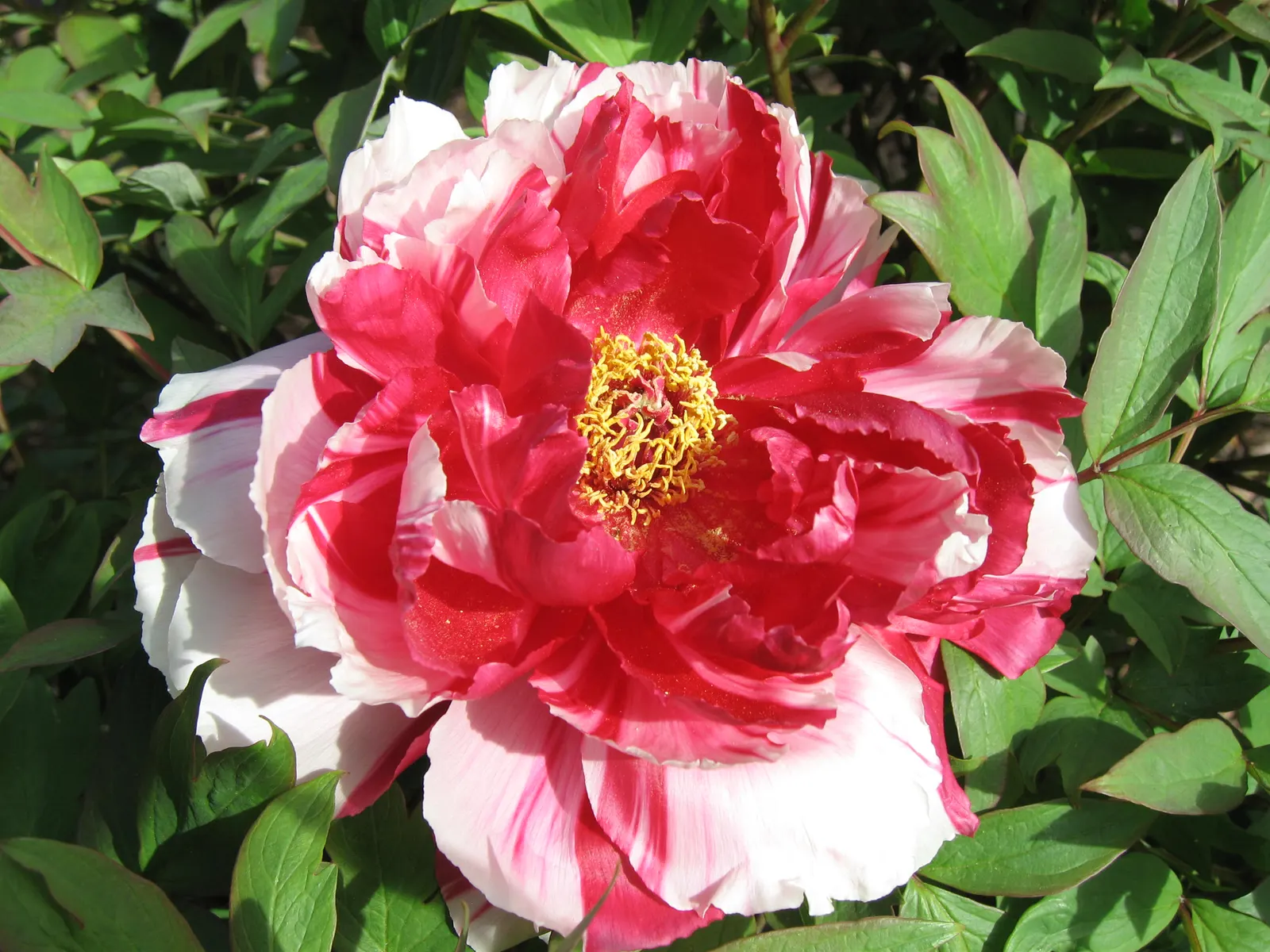 Japanese Tree Peony (Paeonia Suffruticosa) — Regular pruning to remove dead or weak stems will encourage healthier growth and more robust flowering cycles