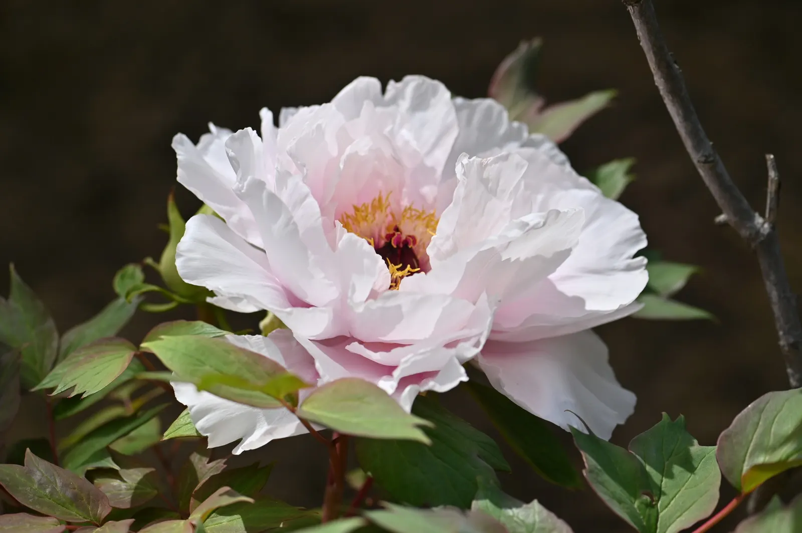 Japanese Tree Peony (Paeonia Suffruticosa) — providing a stately presence in a garden setting; its foliage is dark green and deeply lobed