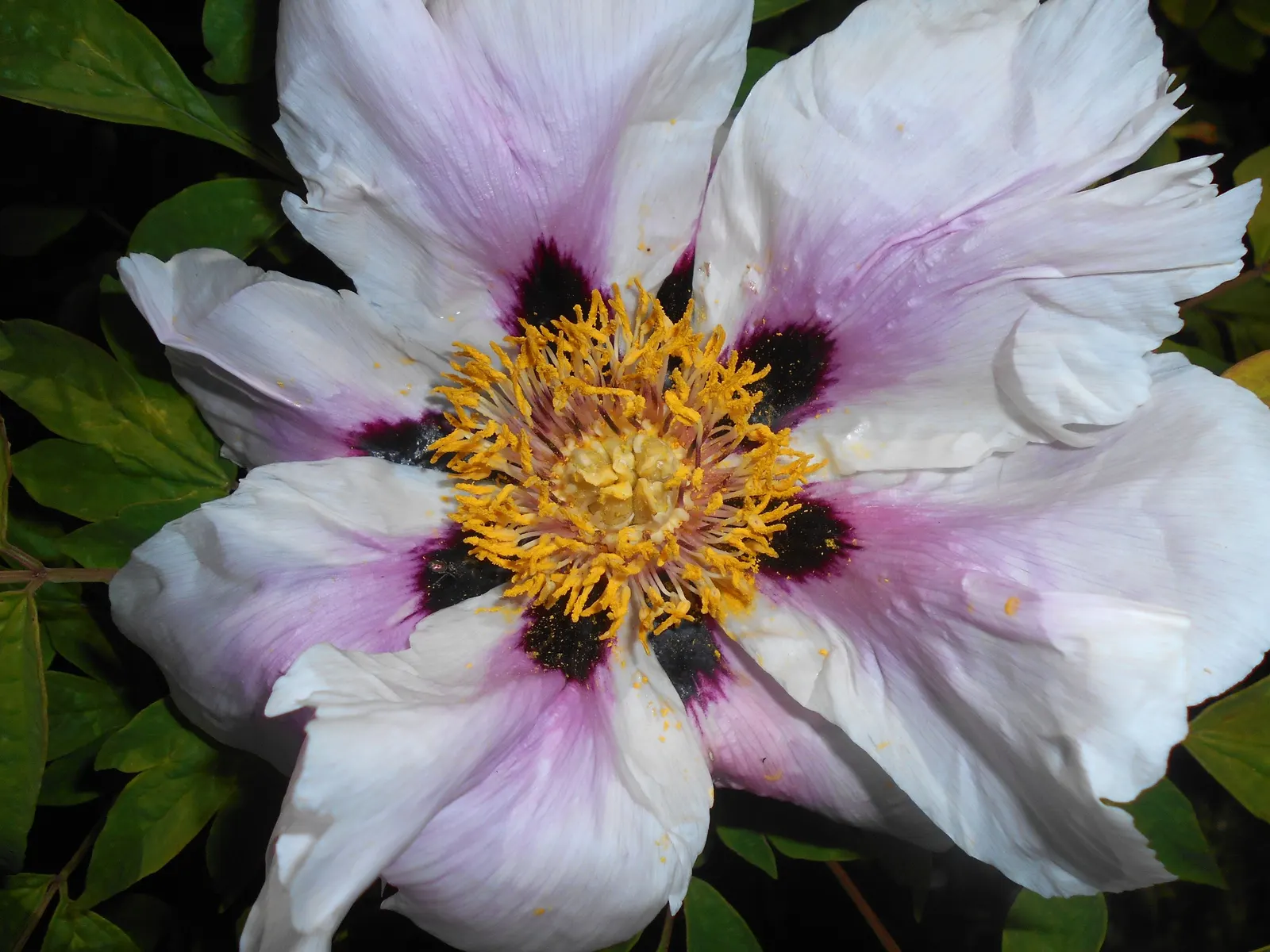 Japanese Tree Peony (Paeonia Suffruticosa) — extravagant blooms that can reach up to 10 inches; providing a stately presence in a garden setting