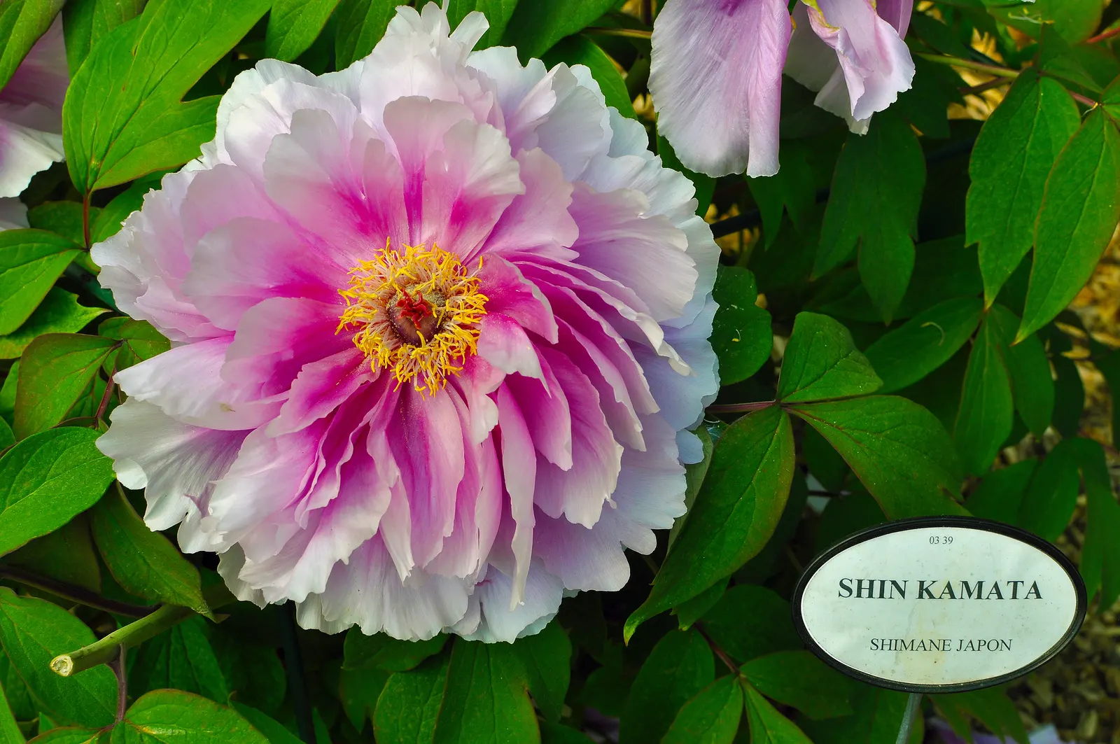 Japanese Tree Peony (Paeonia Suffruticosa) — the blooms will be more prolific and vibrant.<br><br>Hardy in USDA zones 4 through 8; it should be, image 83