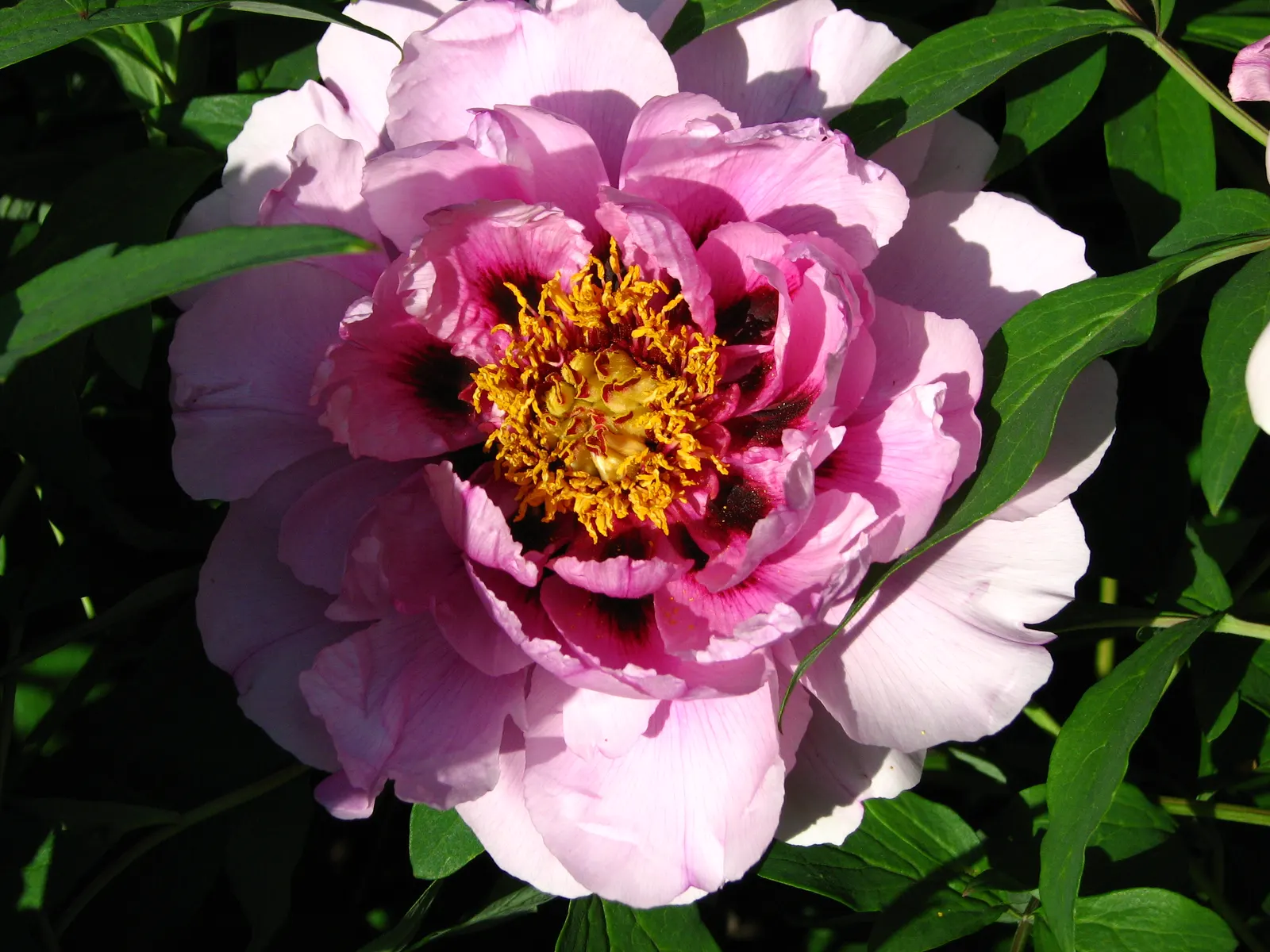Japanese Tree Peony (Paeonia Suffruticosa) — A stunning focal point in any garden design; is a prized specimen in landscape design