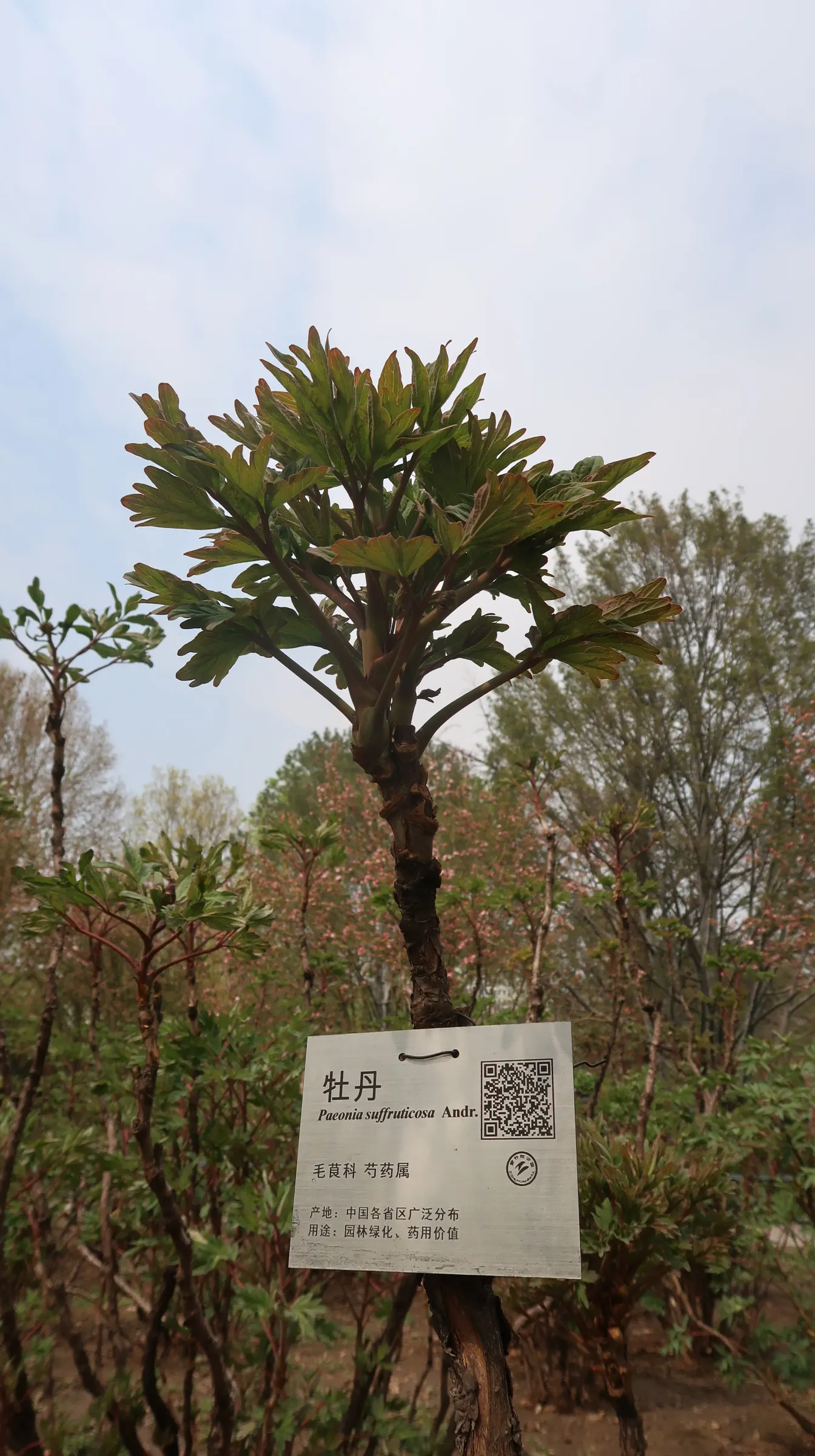 Japanese Tree Peony (Paeonia Suffruticosa) — the blooms will be more prolific and vibrant.<br><br>Hardy in USDA zones 4 through 8; it should be, image 114