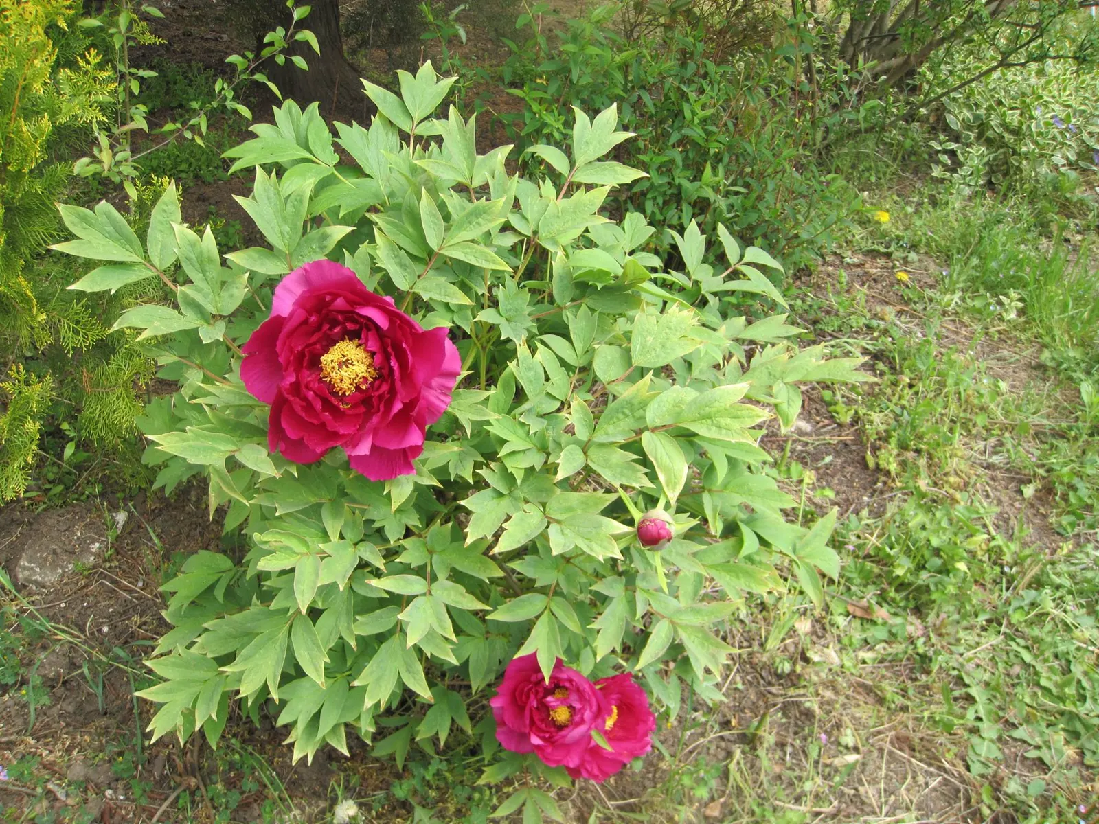 Japanese Tree Peony (Paeonia Suffruticosa) — this species is considerably frost tolerant once established; the Japanese Tree Peony is not only, image 115