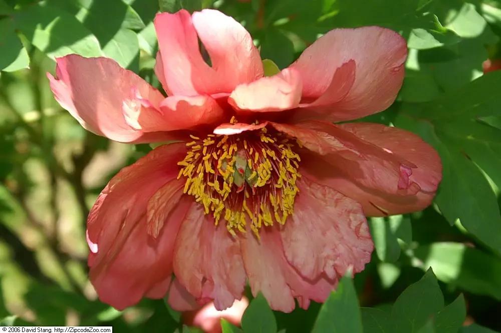 Japanese Tree Peony (Paeonia Suffruticosa) — perennial with red and white blooms