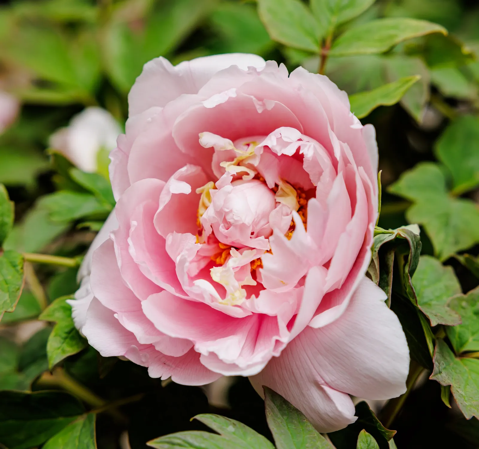 Japanese Tree Peony (Paeonia Suffruticosa) — This deciduous shrub typically reaches a mature height of 4 to 7 feet; plant in spring or fall, and, image 103