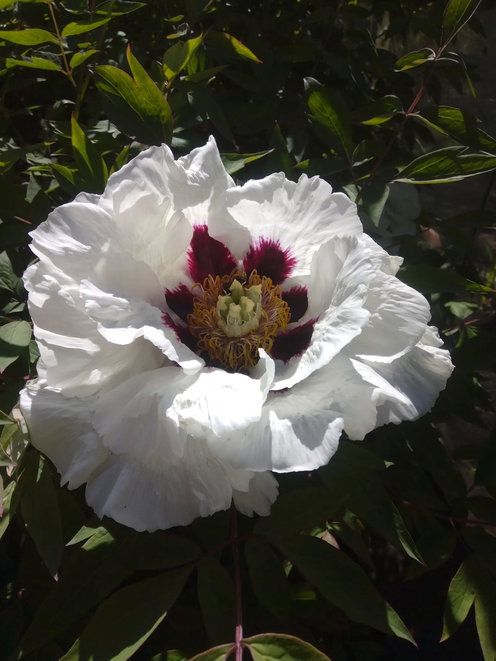 Japanese Tree Peony (Paeonia Suffruticosa) — which can damage the branches and blossoms; thus attracting pollinators such as bees and, image 87