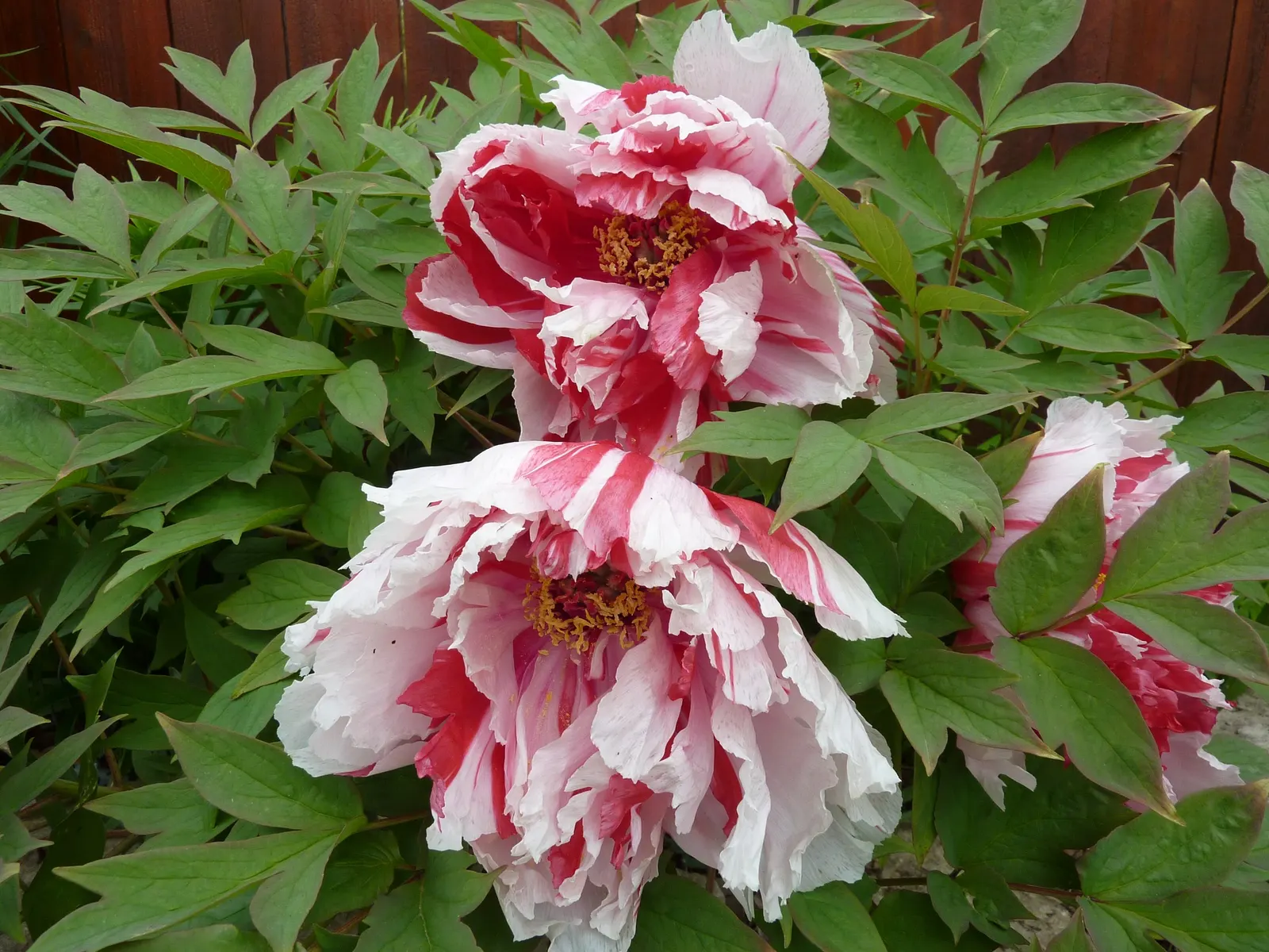Japanese Tree Peony (Paeonia Suffruticosa) — A stunning focal point in any garden design