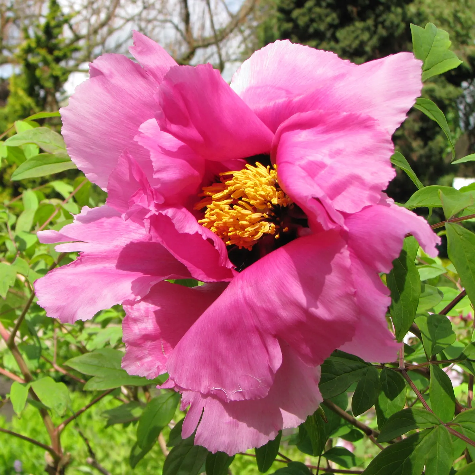 Japanese Tree Peony (Paeonia Suffruticosa) — is a prized specimen in landscape design; this species is considerably frost tolerant once established, image 101