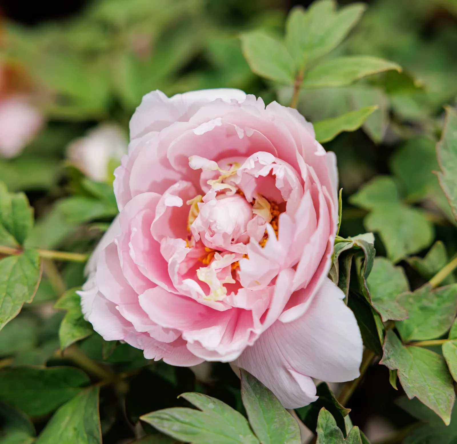 Japanese Tree Peony (Paeonia Suffruticosa) — thus attracting pollinators such as bees and butterflies.<br><br>For optimal growth