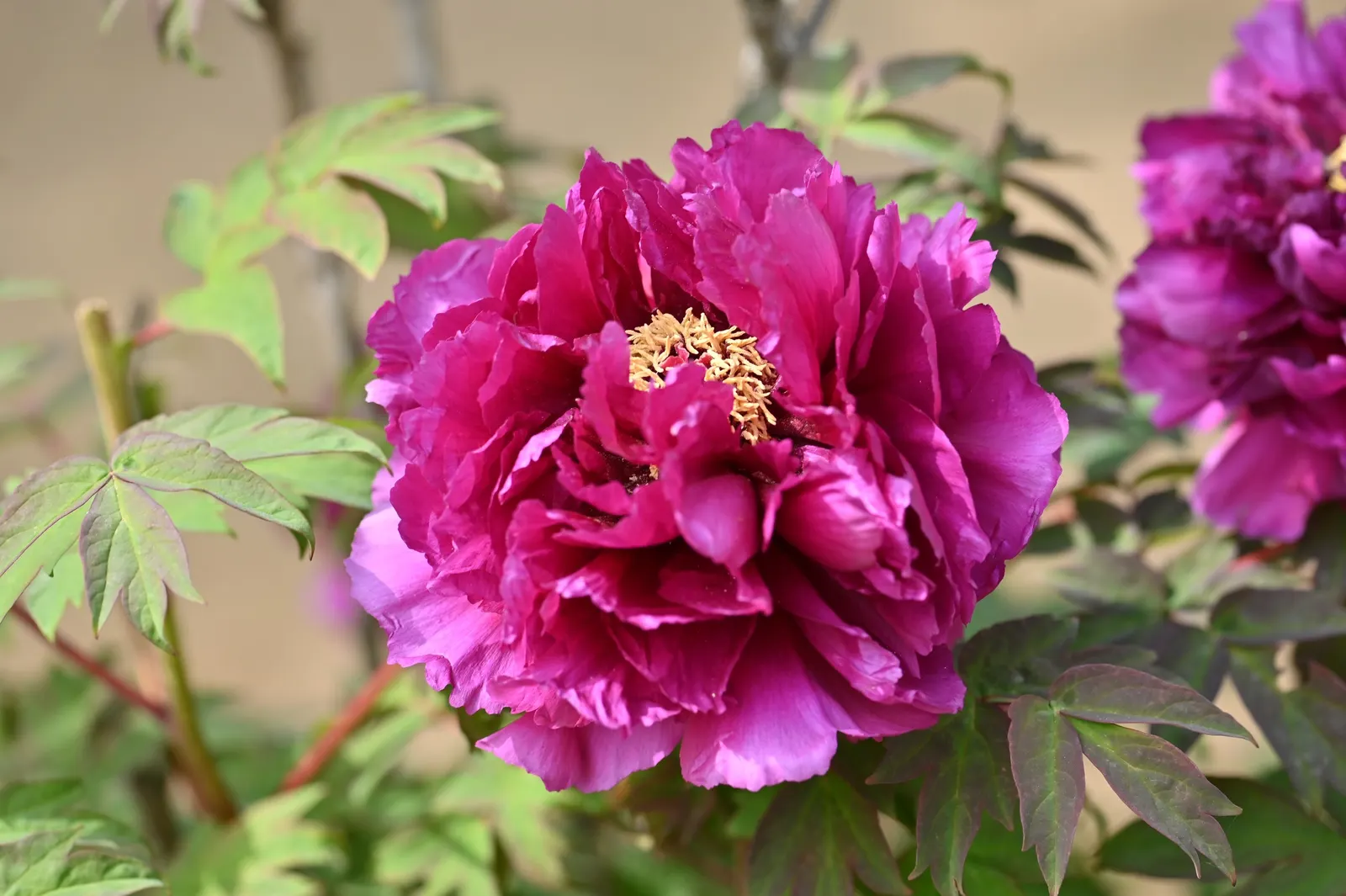 Japanese Tree Peony (Paeonia Suffruticosa) — known for its ornamental grandeur and captivating blooms; red and white flowers in the garden
