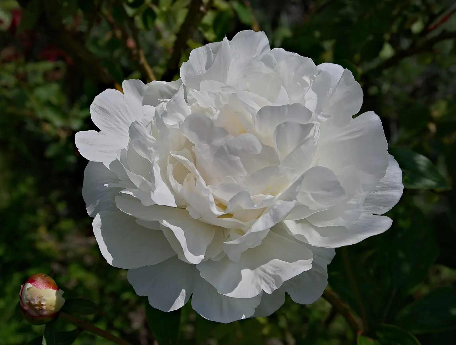 Japanese Tree Peony (Paeonia Suffruticosa) — extravagant blooms that can reach up to 10 inches