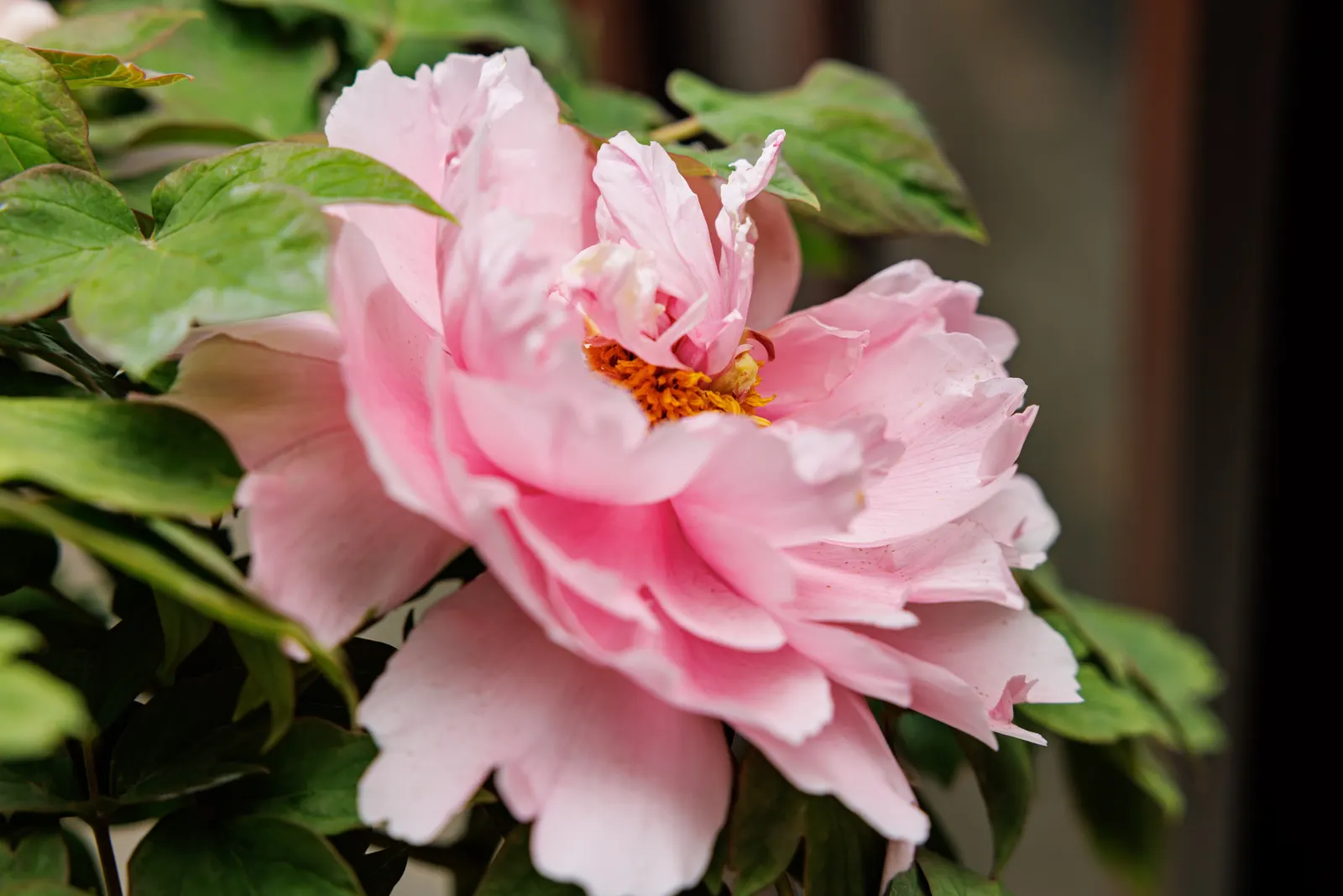 Japanese Tree Peony (Paeonia Suffruticosa) — thus attracting pollinators such as bees and butterflies.<br><br>For optimal growth; minimal, image 110