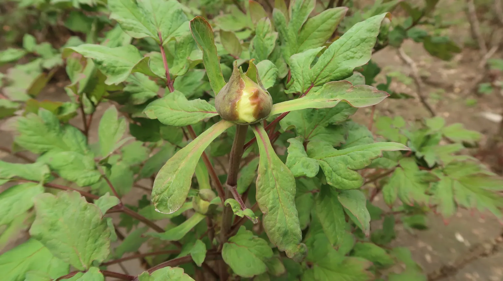 Japanese Tree Peony (Paeonia Suffruticosa) — The Japanese Tree Peony is not only visually striking but also has the added benefit of being deer resistant