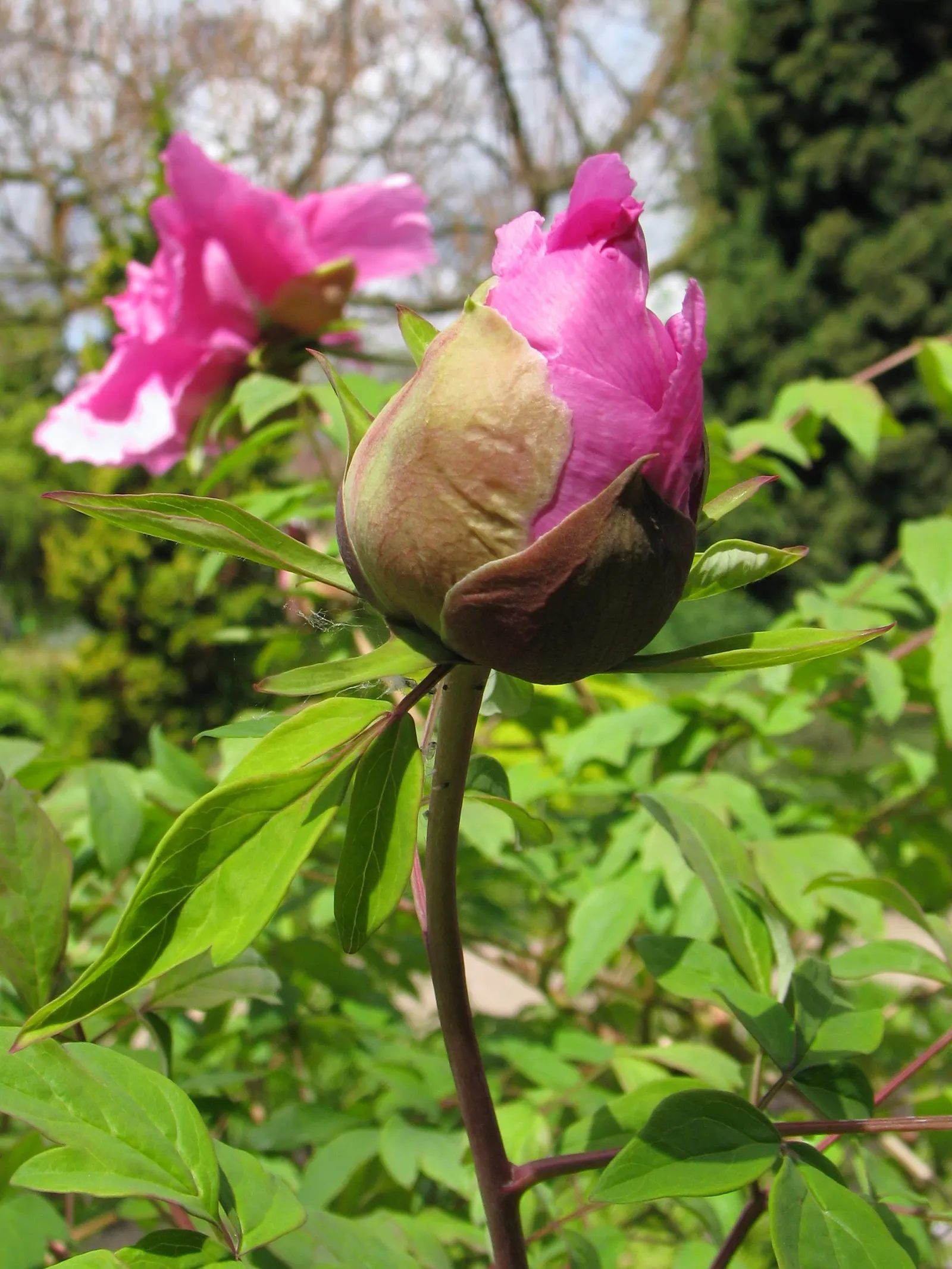 Japanese Tree Peony (Paeonia Suffruticosa) — Its foliage is dark green and deeply lobed; with a slight preference for neutral to slightly alkaline, image 105