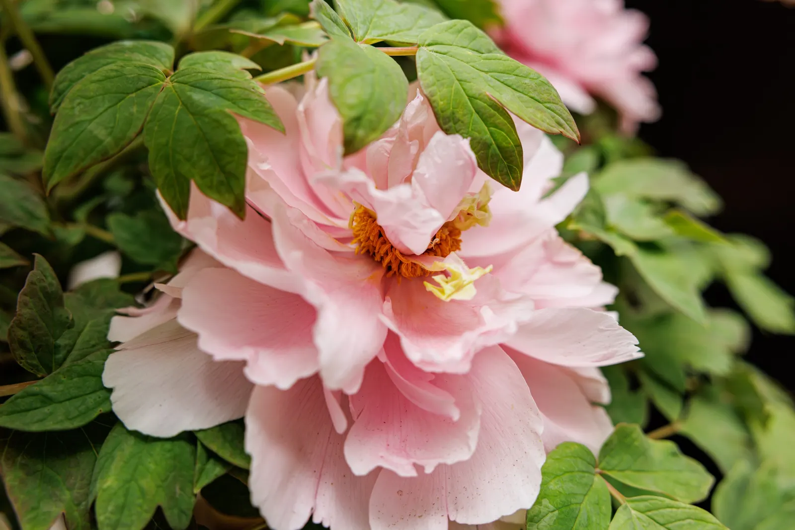 Japanese Tree Peony (Paeonia Suffruticosa) — with a slight preference for neutral to slightly alkaline conditions; a stunning focal point in any, image 112