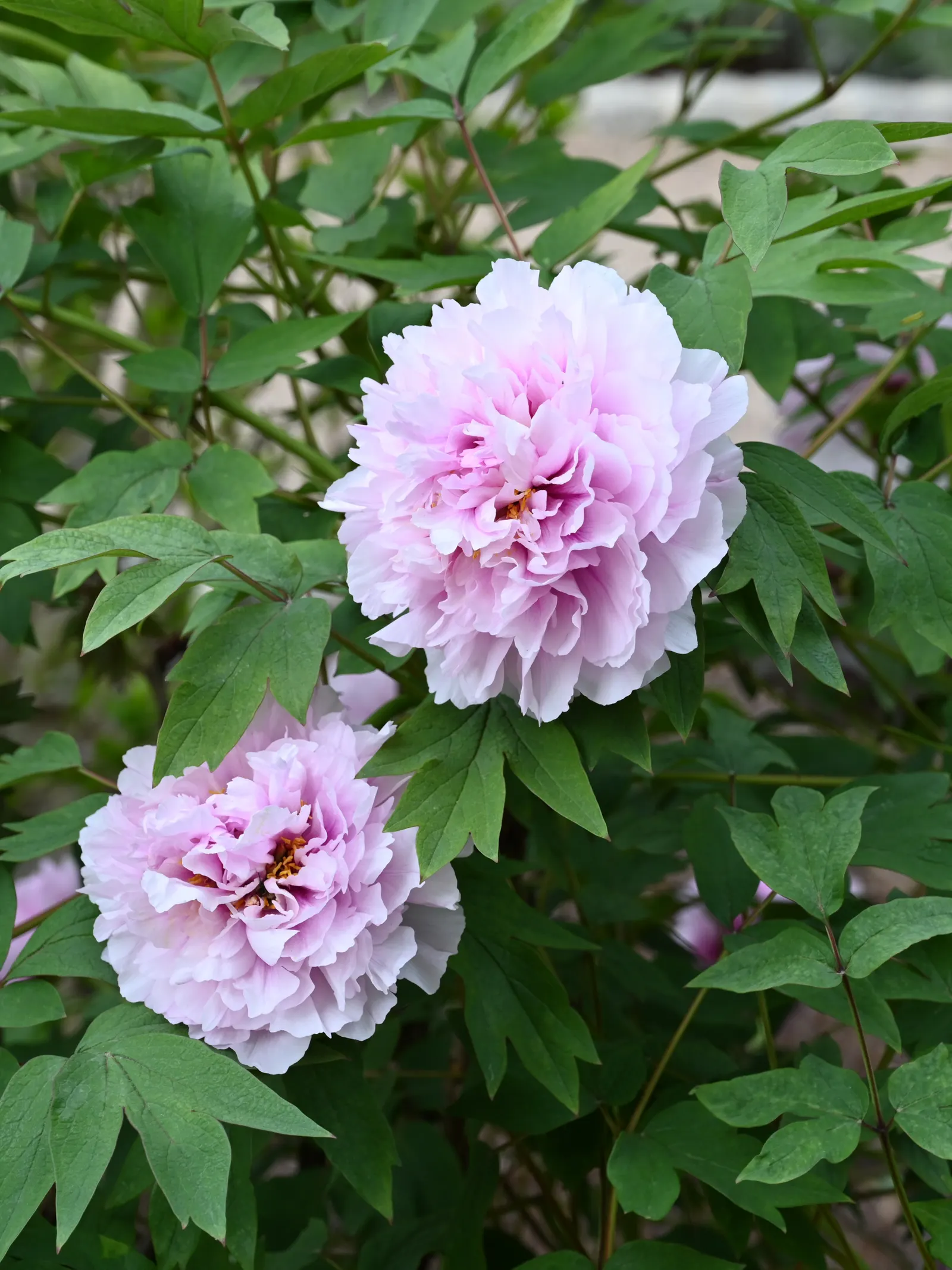 Japanese Tree Peony (Paeonia Suffruticosa) — although care should be taken to protect the plant from strong winds and heavy snowfall