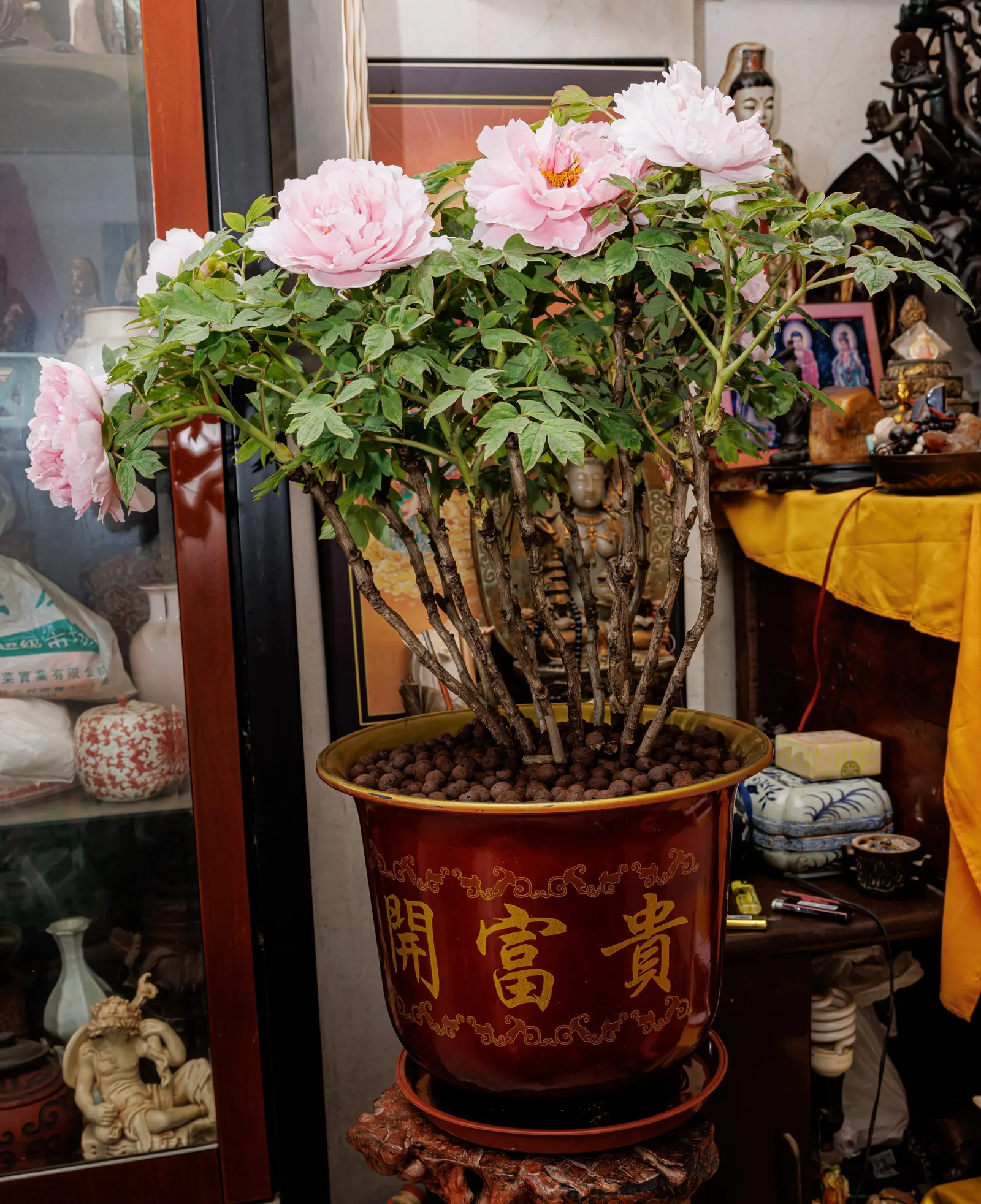 Japanese Tree Peony (Paeonia Suffruticosa) — a focal point of the plant; extravagant blooms that can reach up to 10 inches, image 107