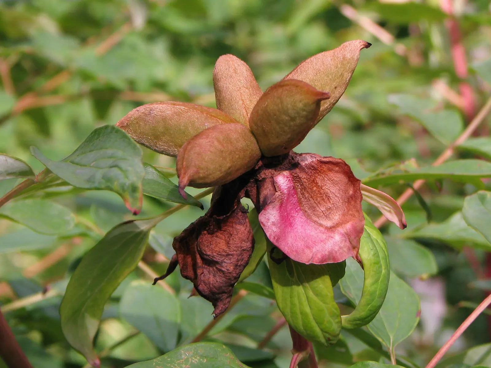Japanese Tree Peony (Paeonia Suffruticosa) — this species is considerably frost tolerant once established