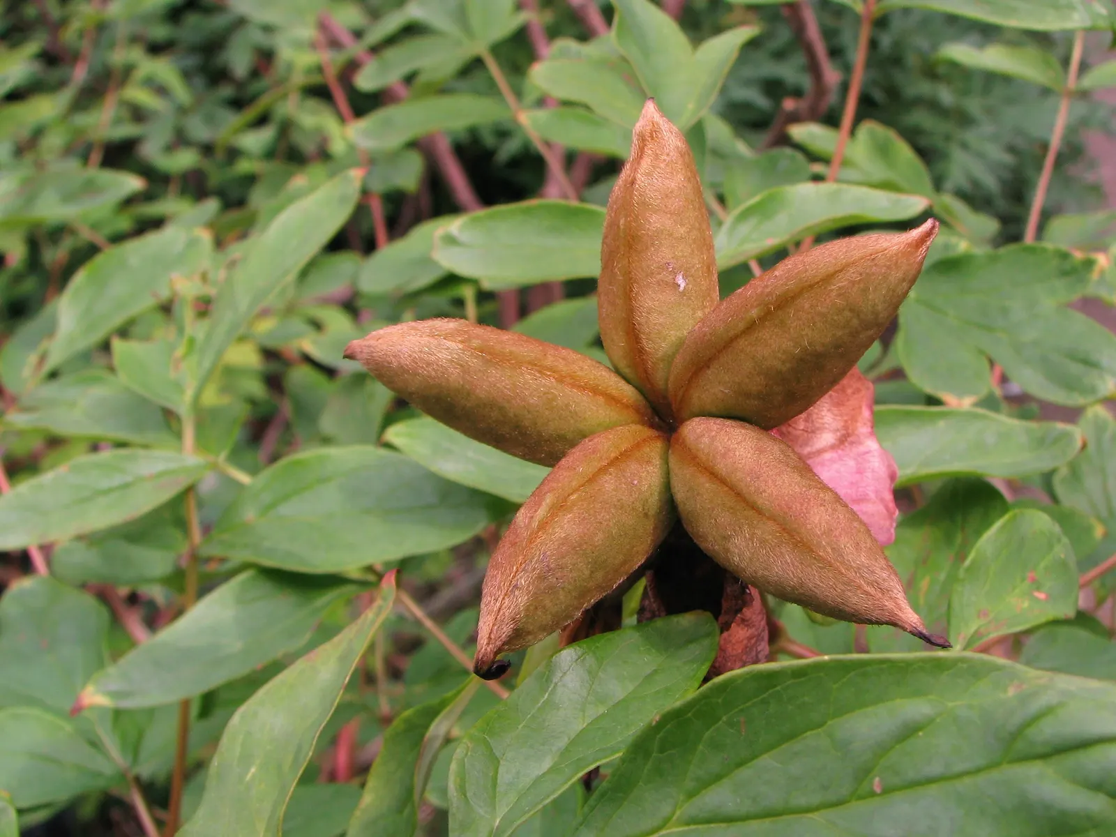 Japanese Tree Peony (Paeonia Suffruticosa) — the Japanese Tree Peony requires well-draining soil rich in organic matter