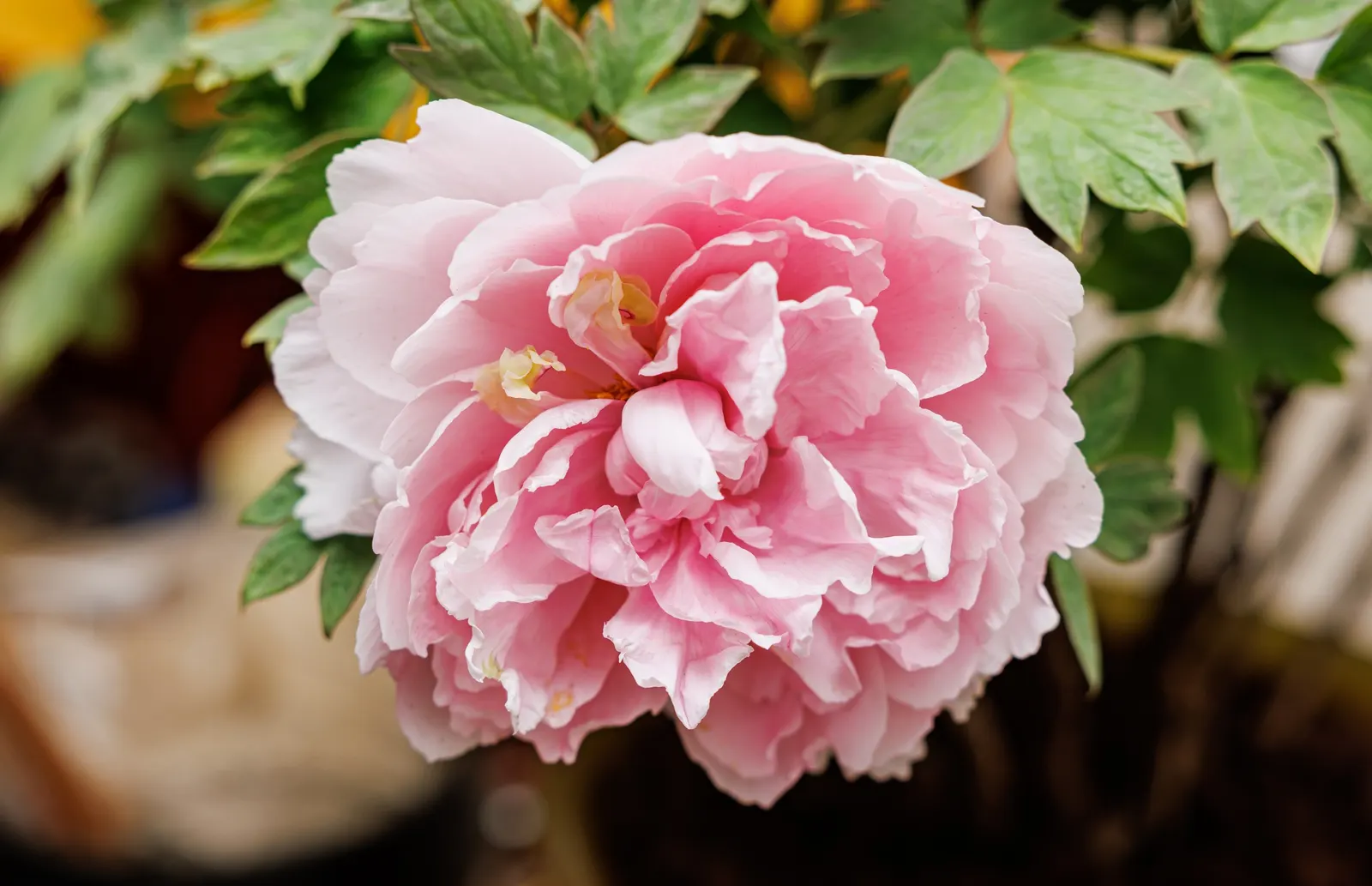 Japanese Tree Peony (Paeonia Suffruticosa) — Minimal maintenance is required