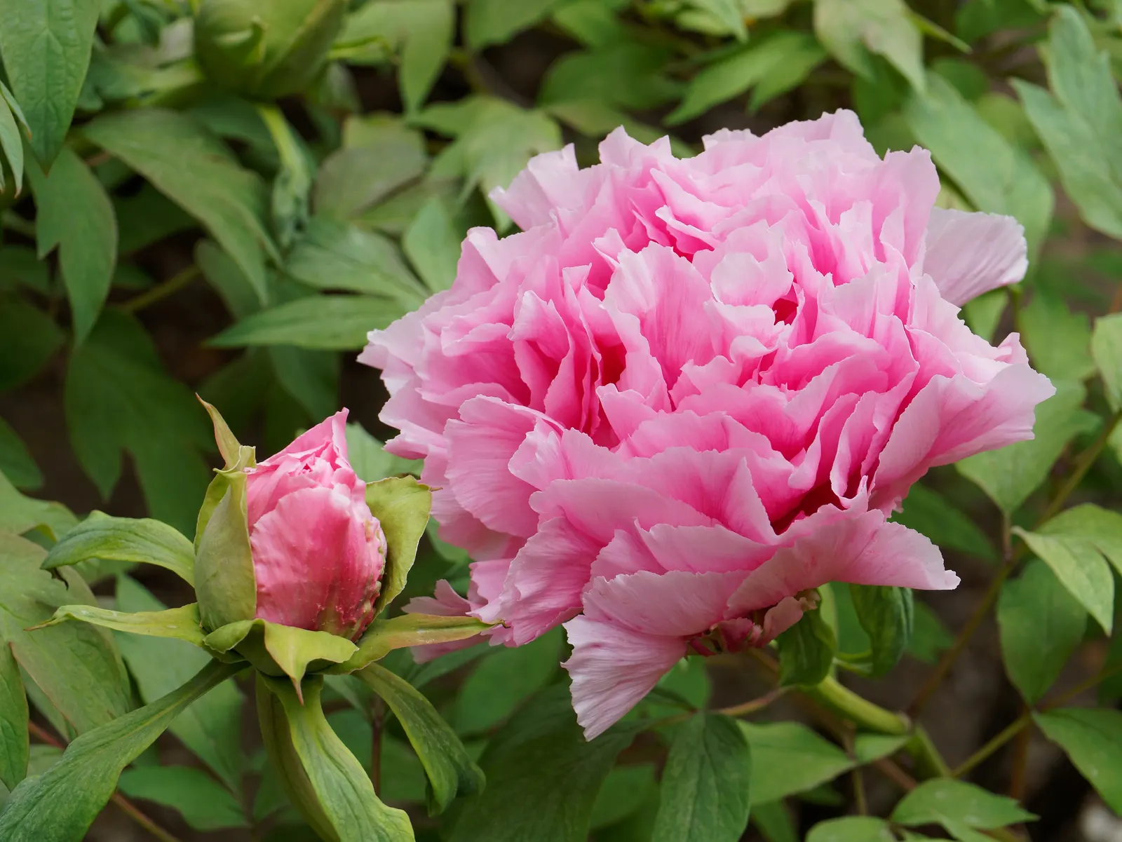Japanese Tree Peony (Paeonia Suffruticosa) — known for its ornamental grandeur and captivating blooms