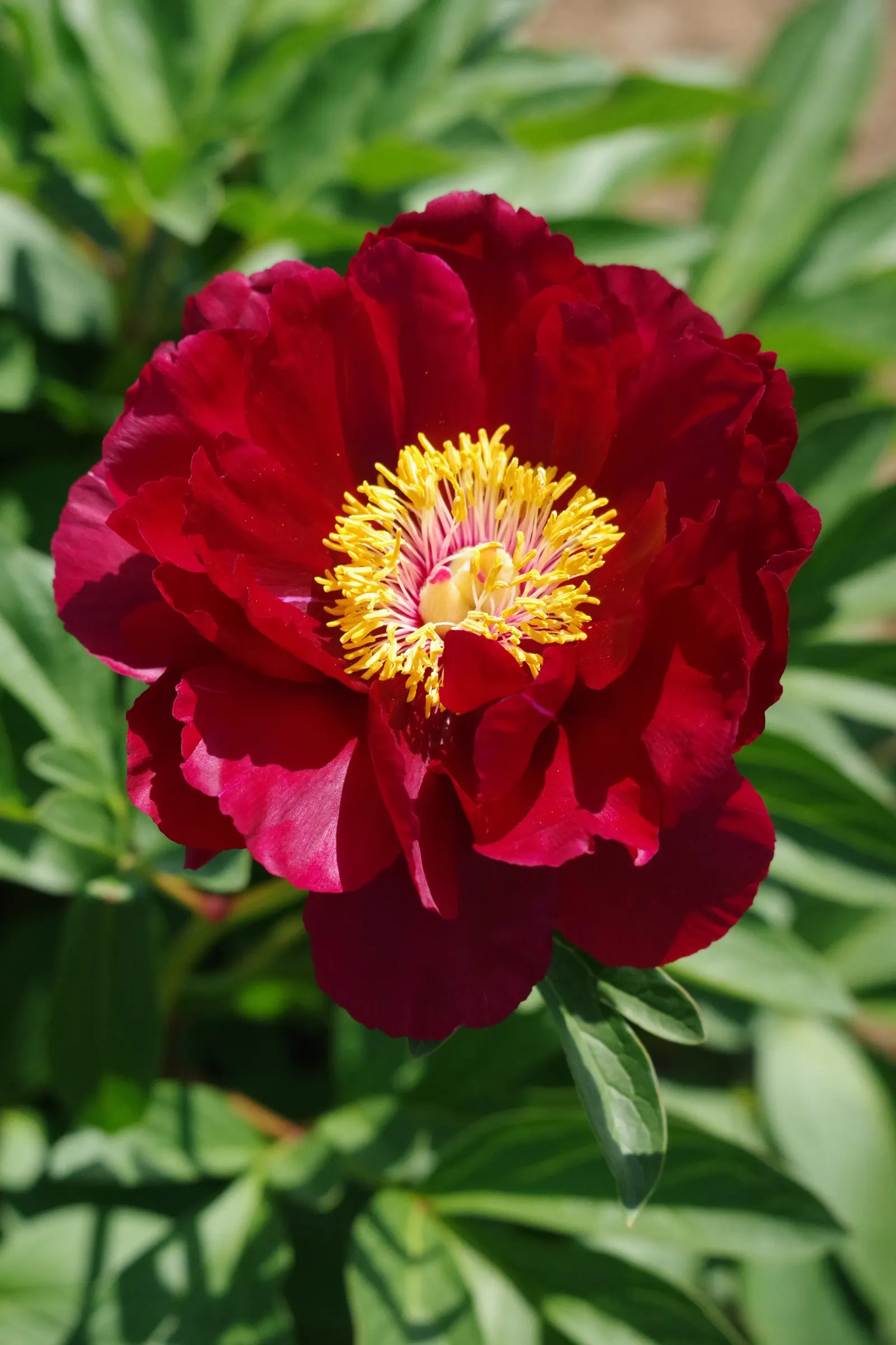 Japanese Tree Peony (Paeonia Suffruticosa) — scientifically termed Paeonia suffruticosa; can span an impressive 6 to 12 inches in diameter, image 100